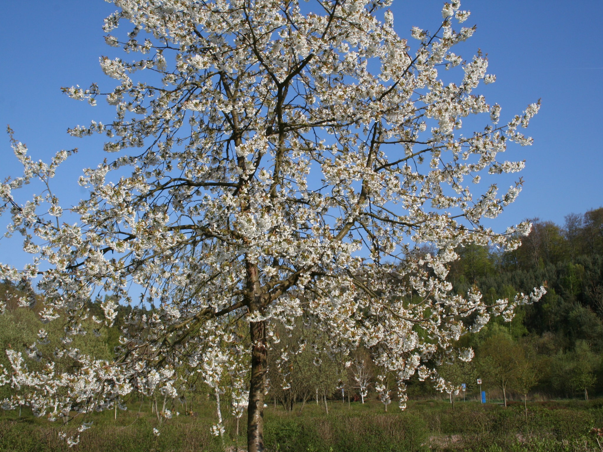 Ferienwohnung Kellerwaldblick
