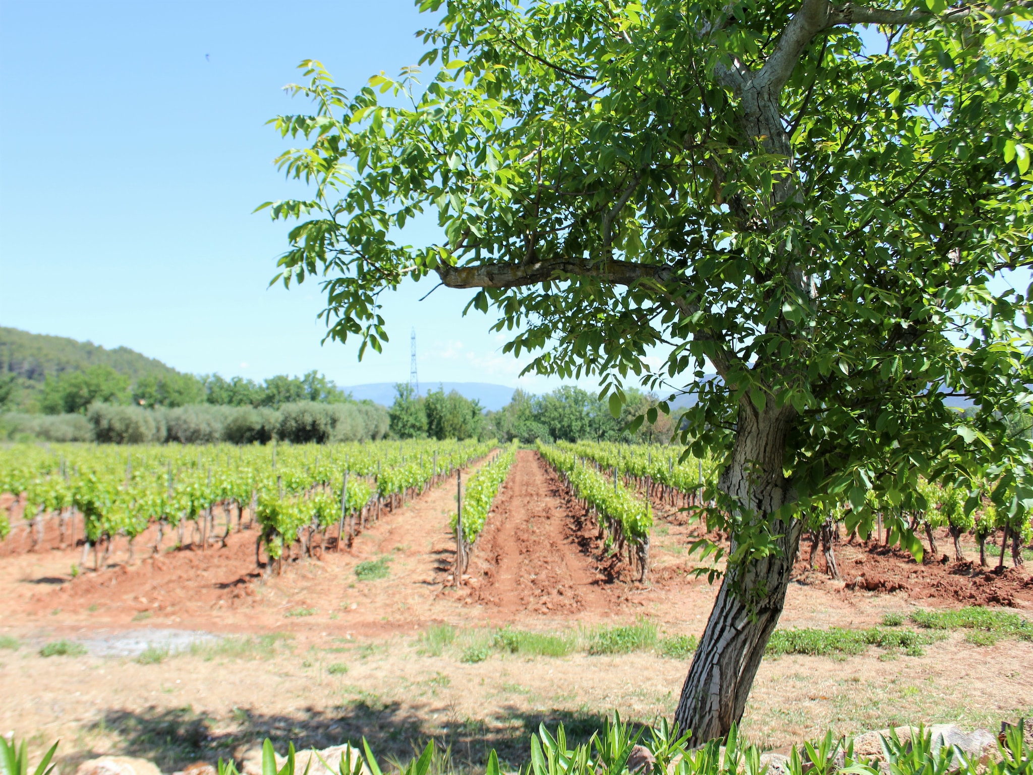Vakantiehuis Entre les vignobles
