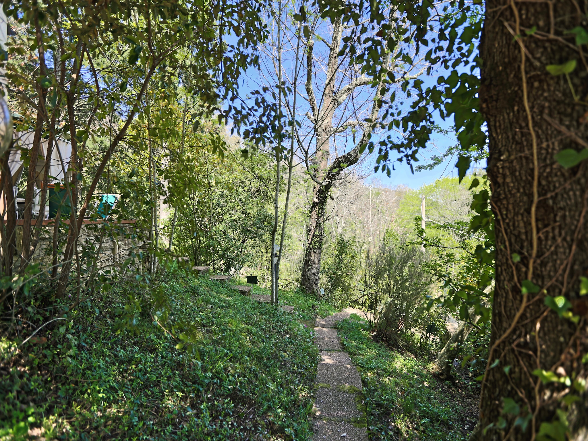   Quercia Gardenia