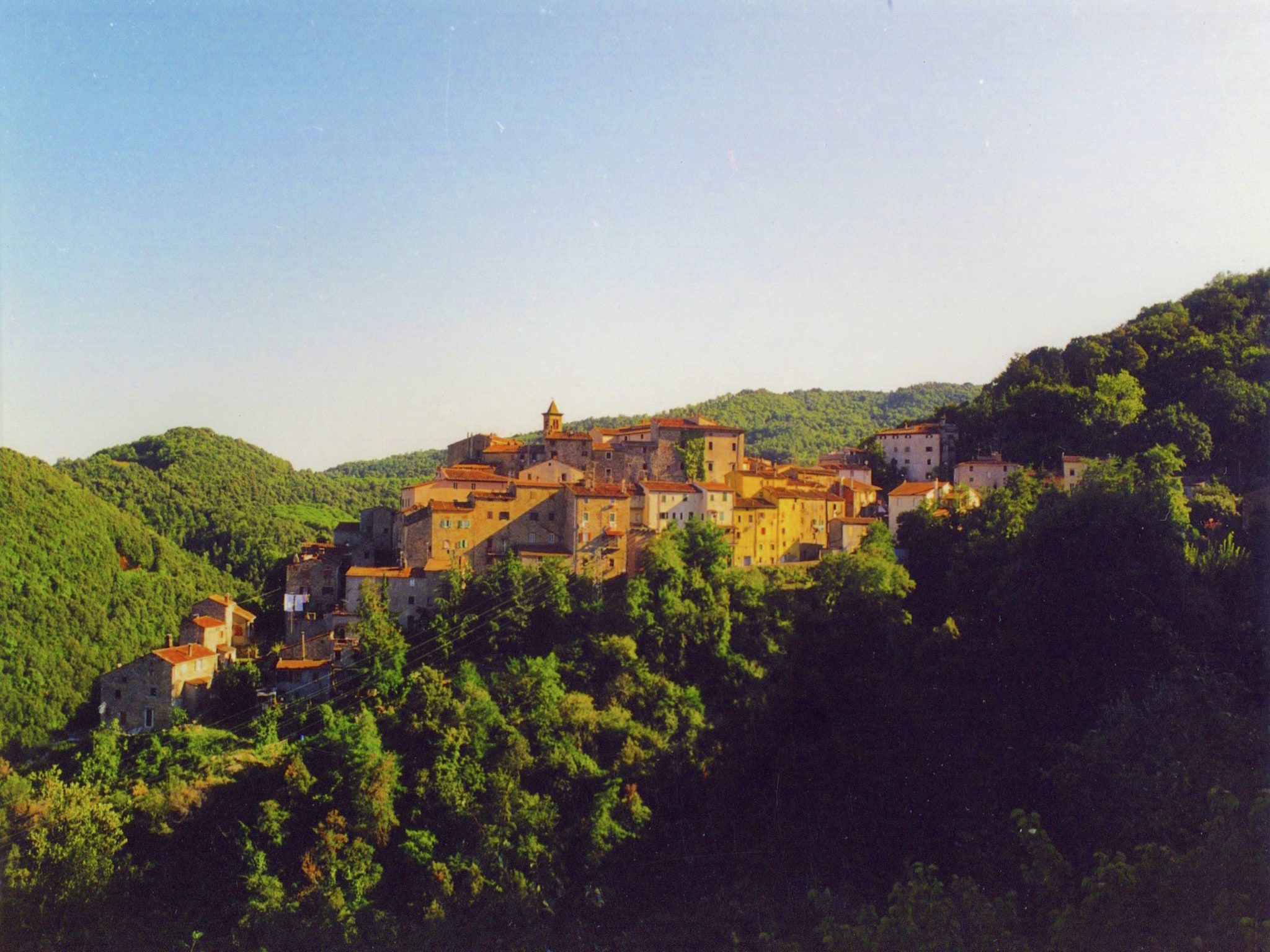   Agrifogli Peonia