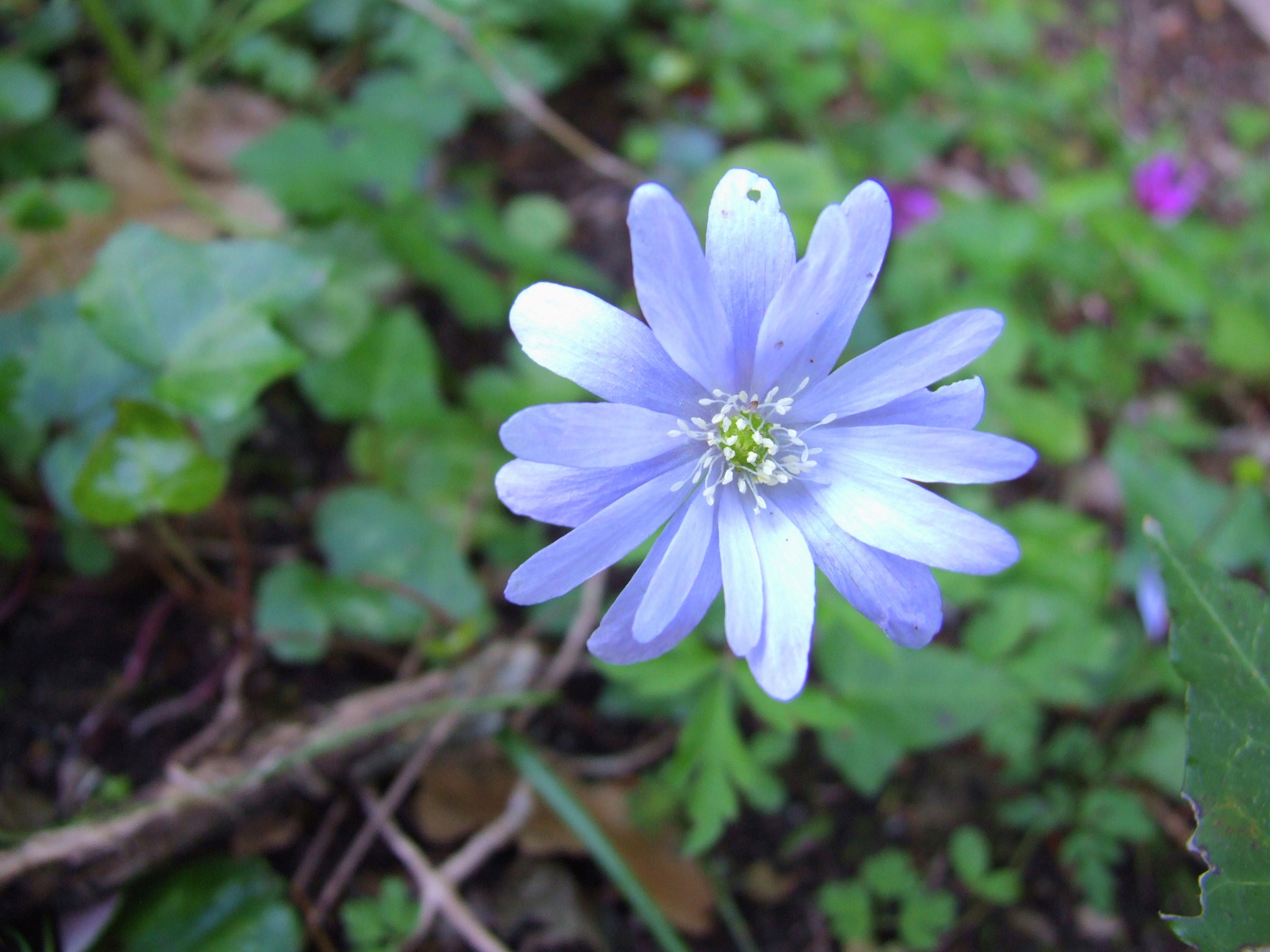   Agrifogli Peonia