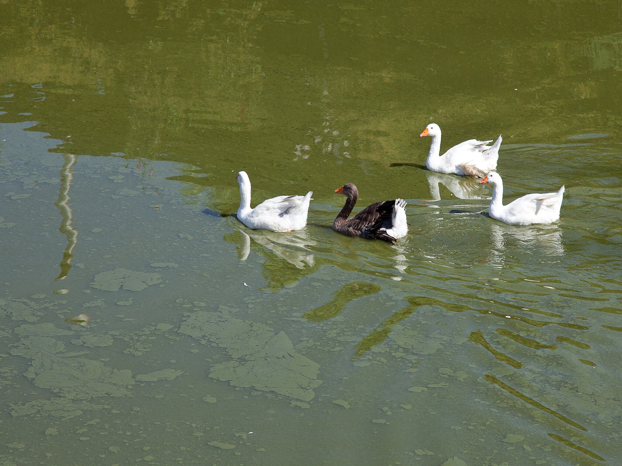   Al Lago
