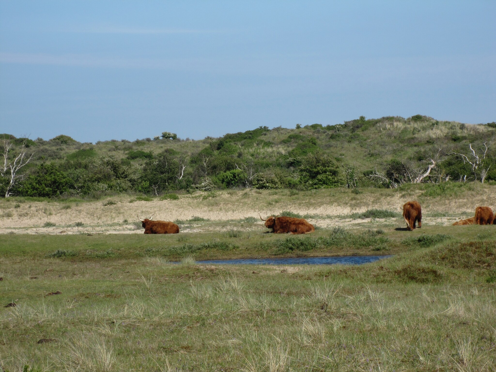   Sea Lodges Zandvoort  4