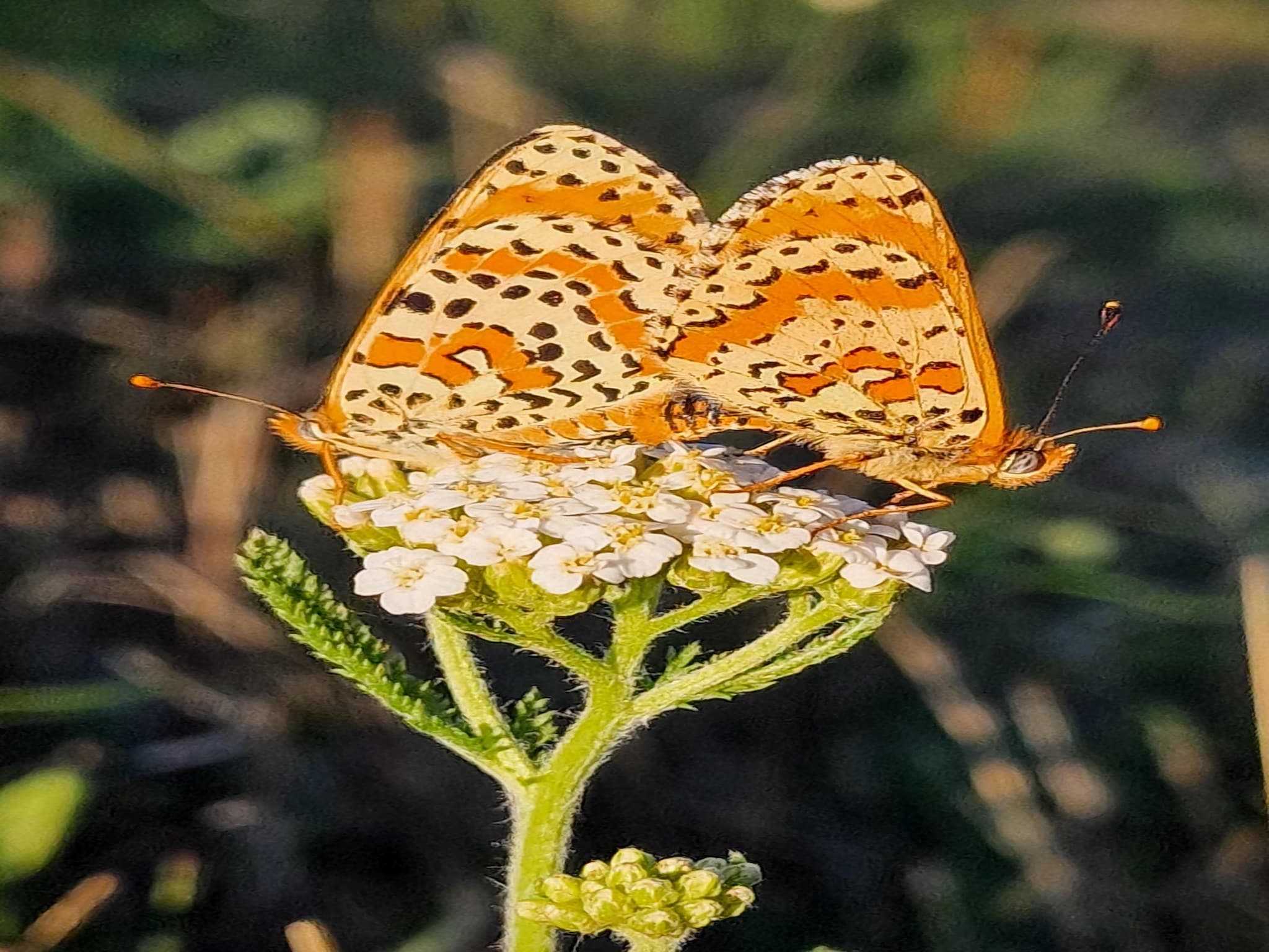   Gite Bourgogne rust & natuur