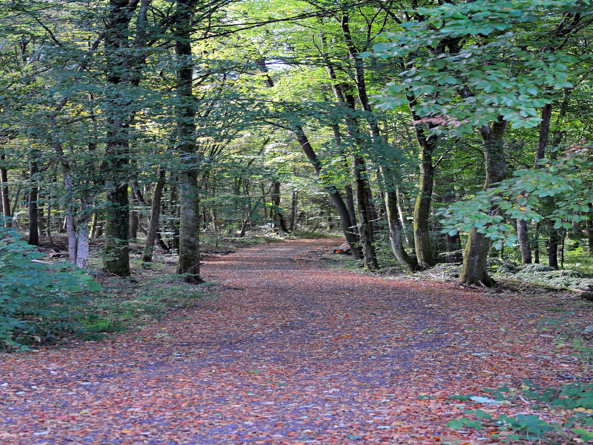   Waldferienpark Gerolstein 1