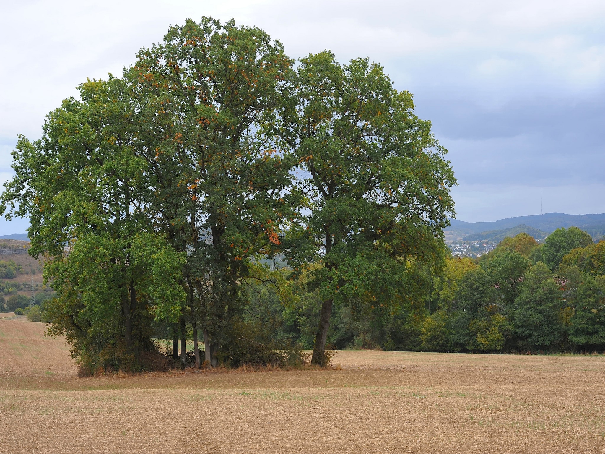   Waldferienpark Gerolstein 1