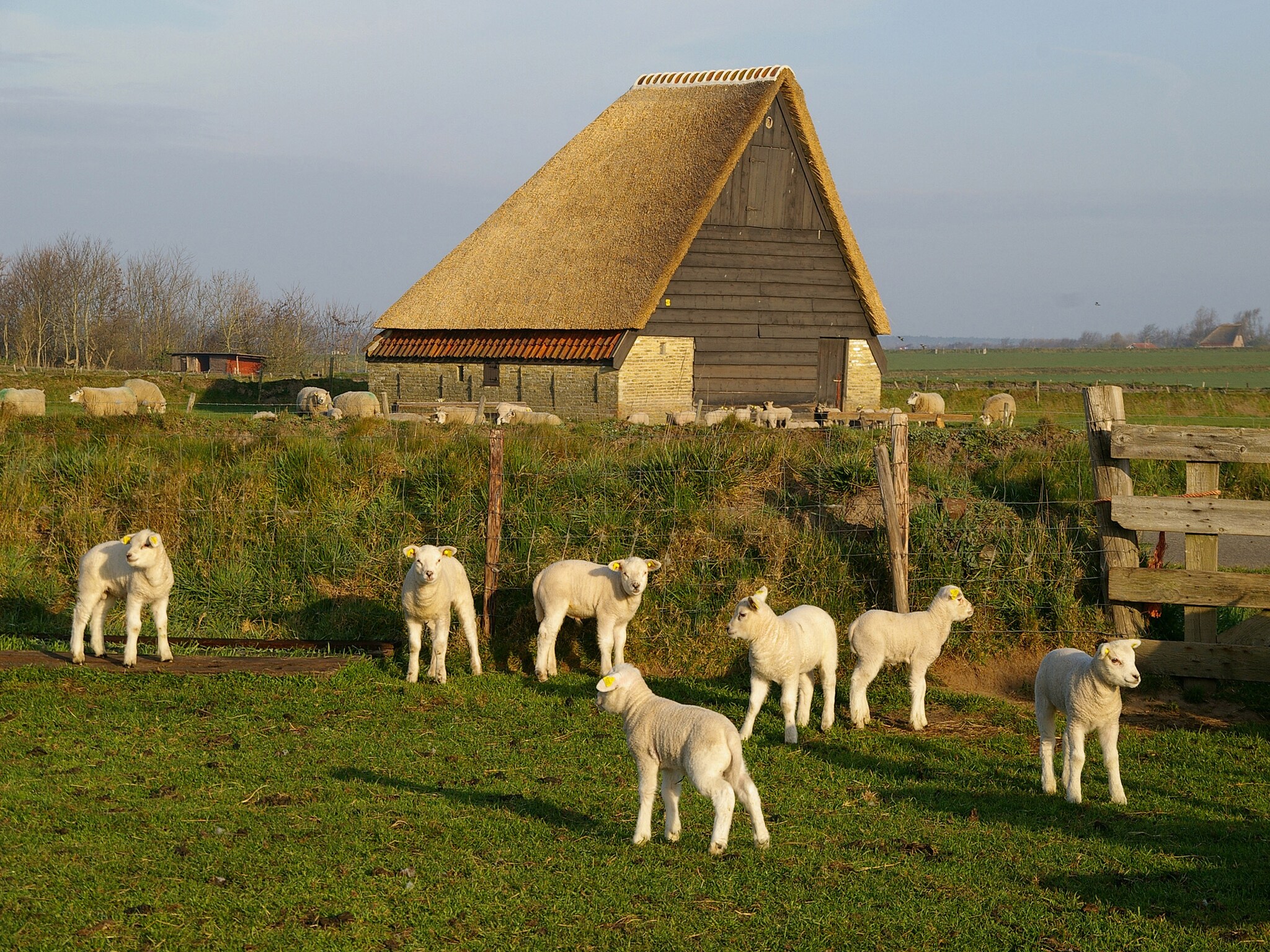 Ferienhaus Bungalow Roggesloot A-8a