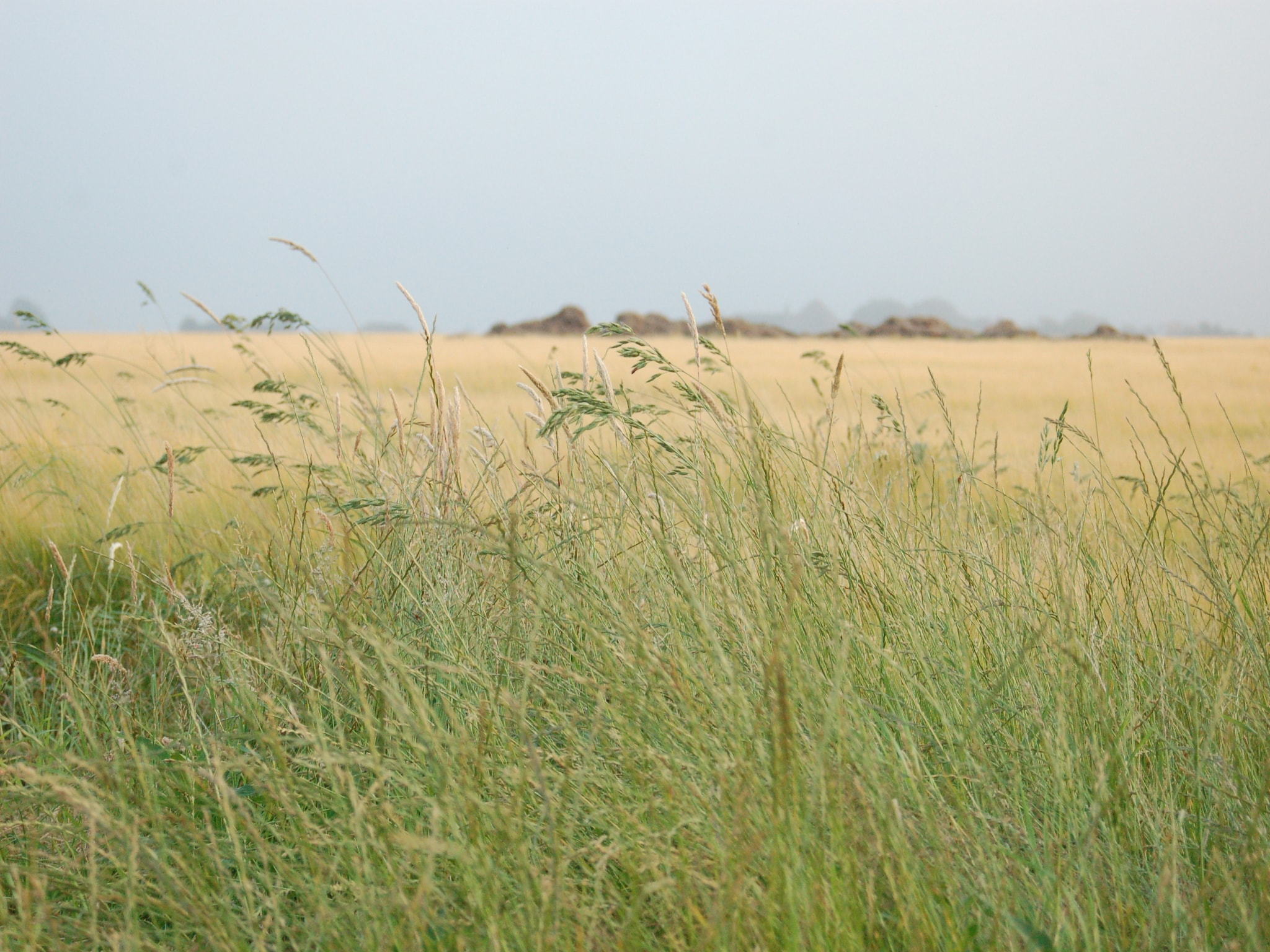   Kustpark Texel 12