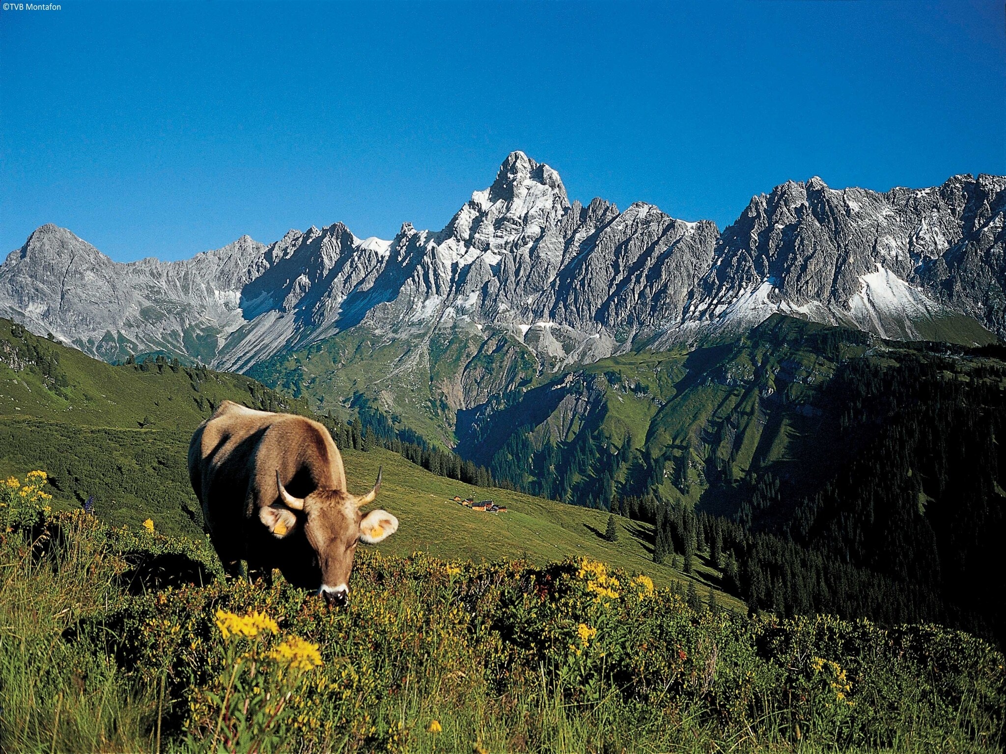 Ferienhaus Luxurious Montafon Chalet L 2