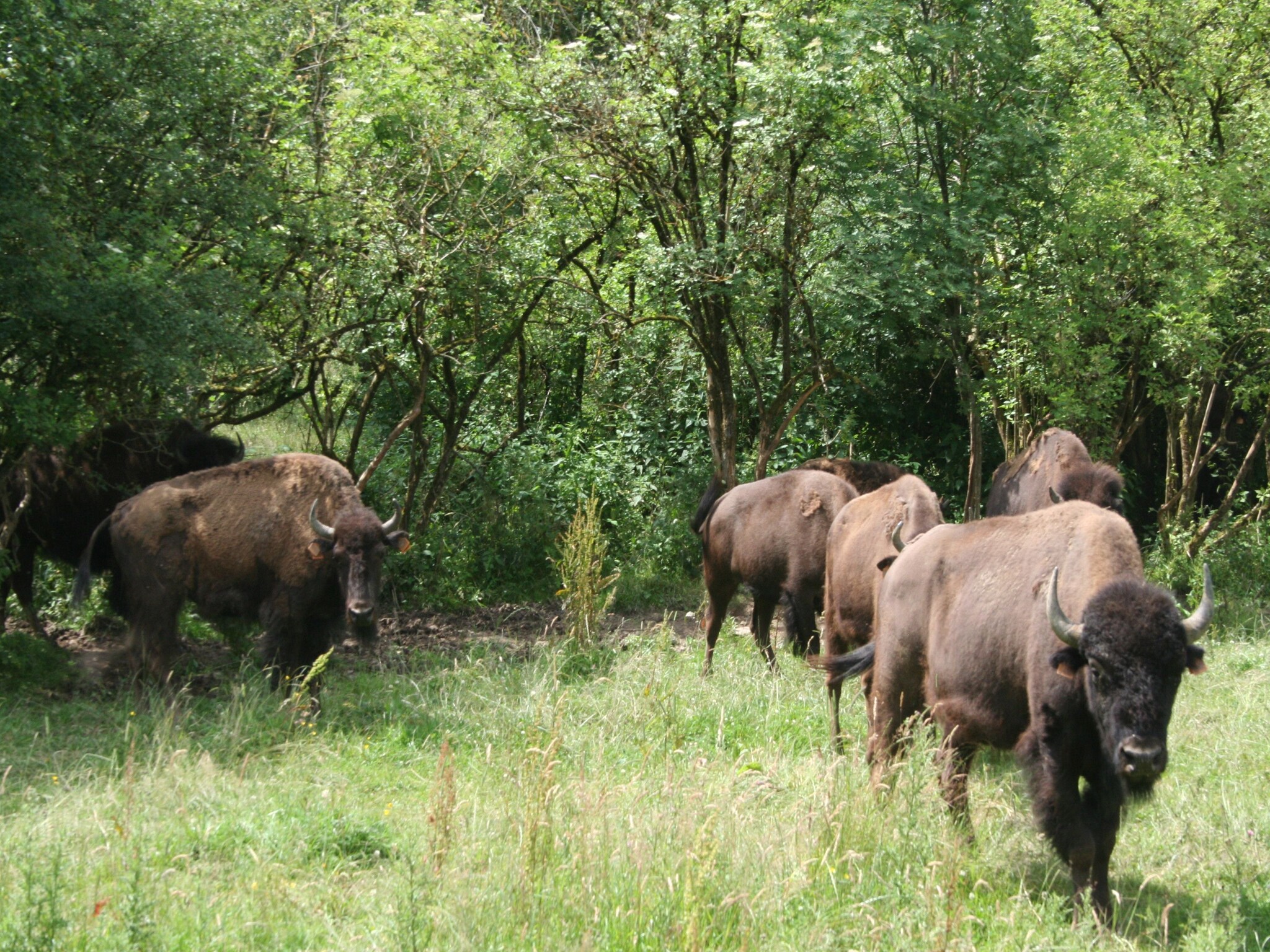 Vakantiehuis Les Bisons de l'Eden