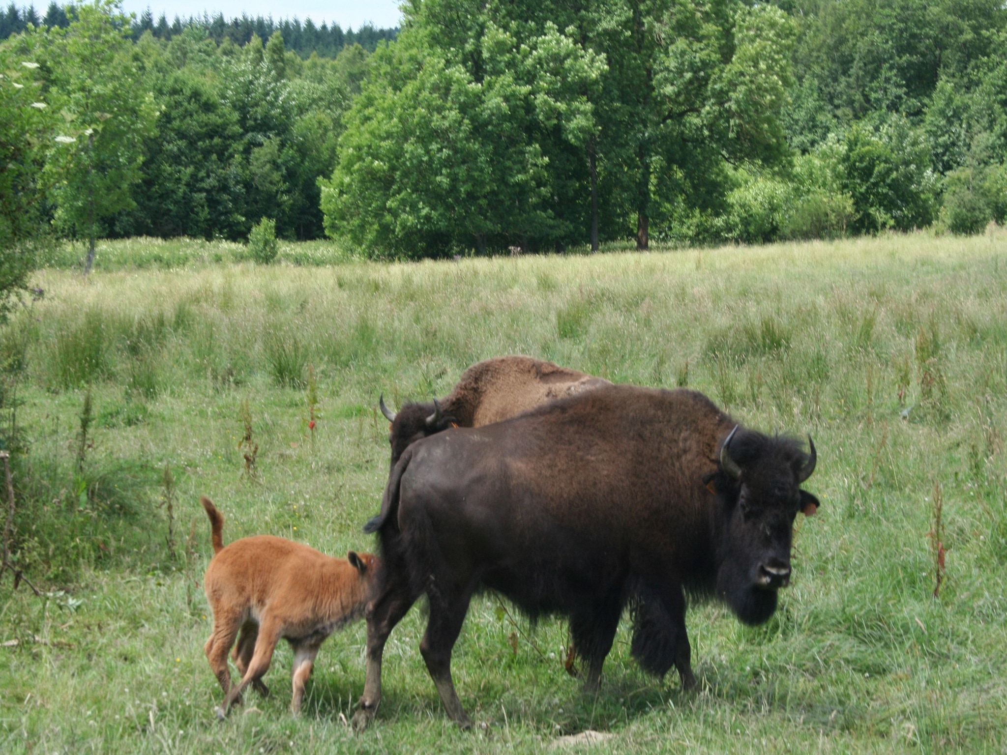 Vakantiehuis Les Bisons de l'Eden