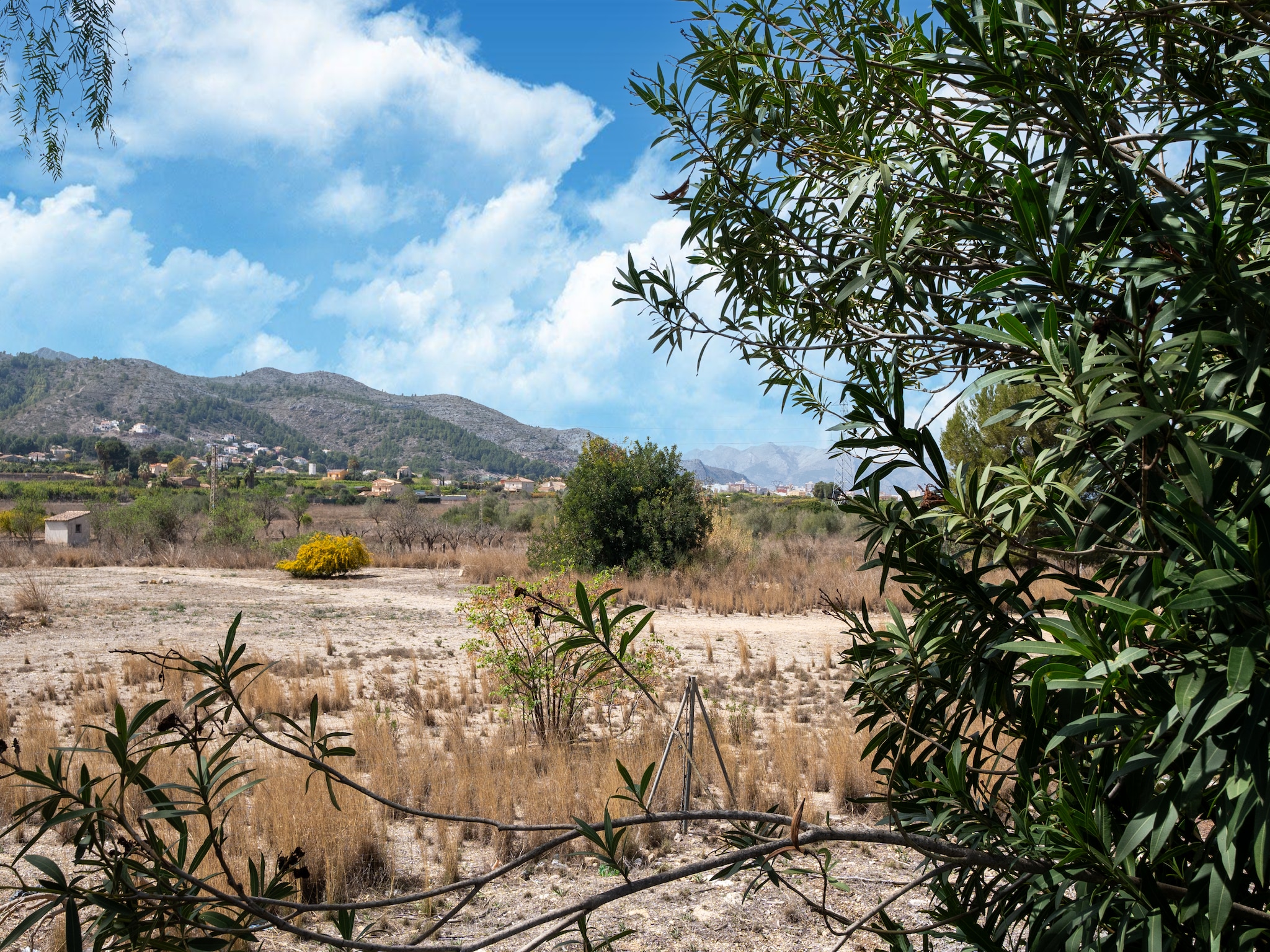   Alegria View