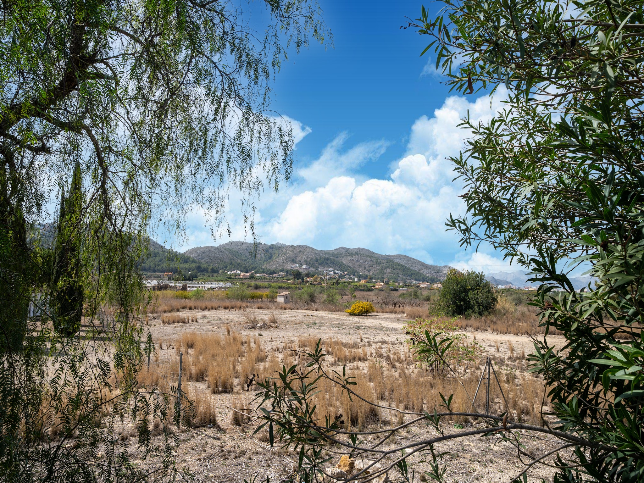   Alegria View
