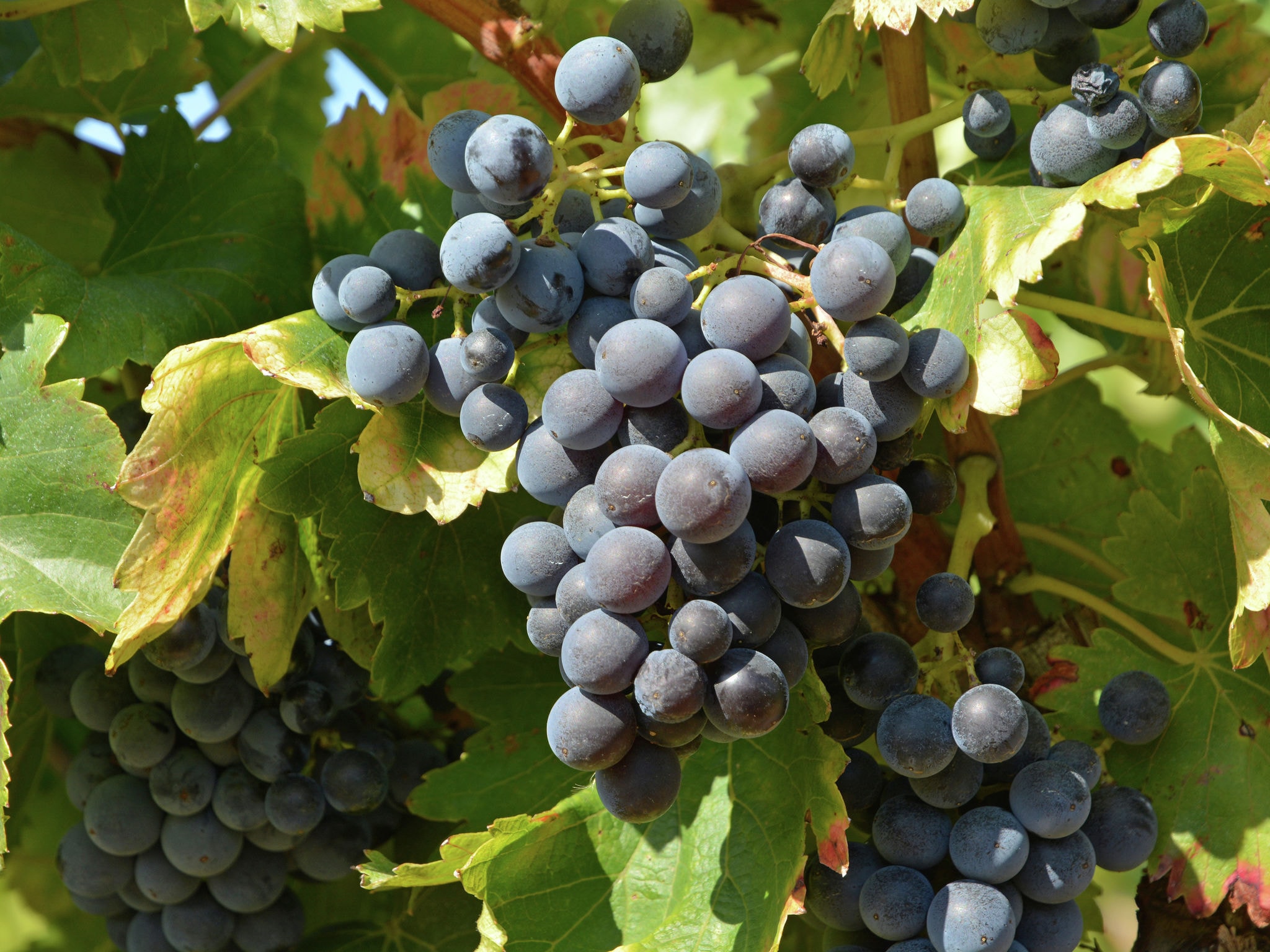 Ferienwohnung Gîte de luxe dans les vignes 2