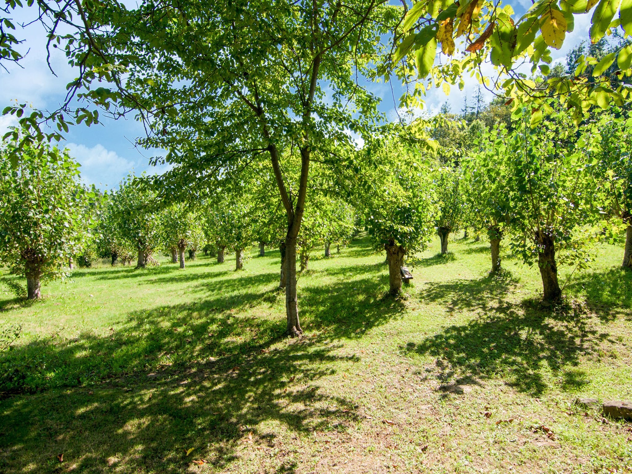   Fattoria 19