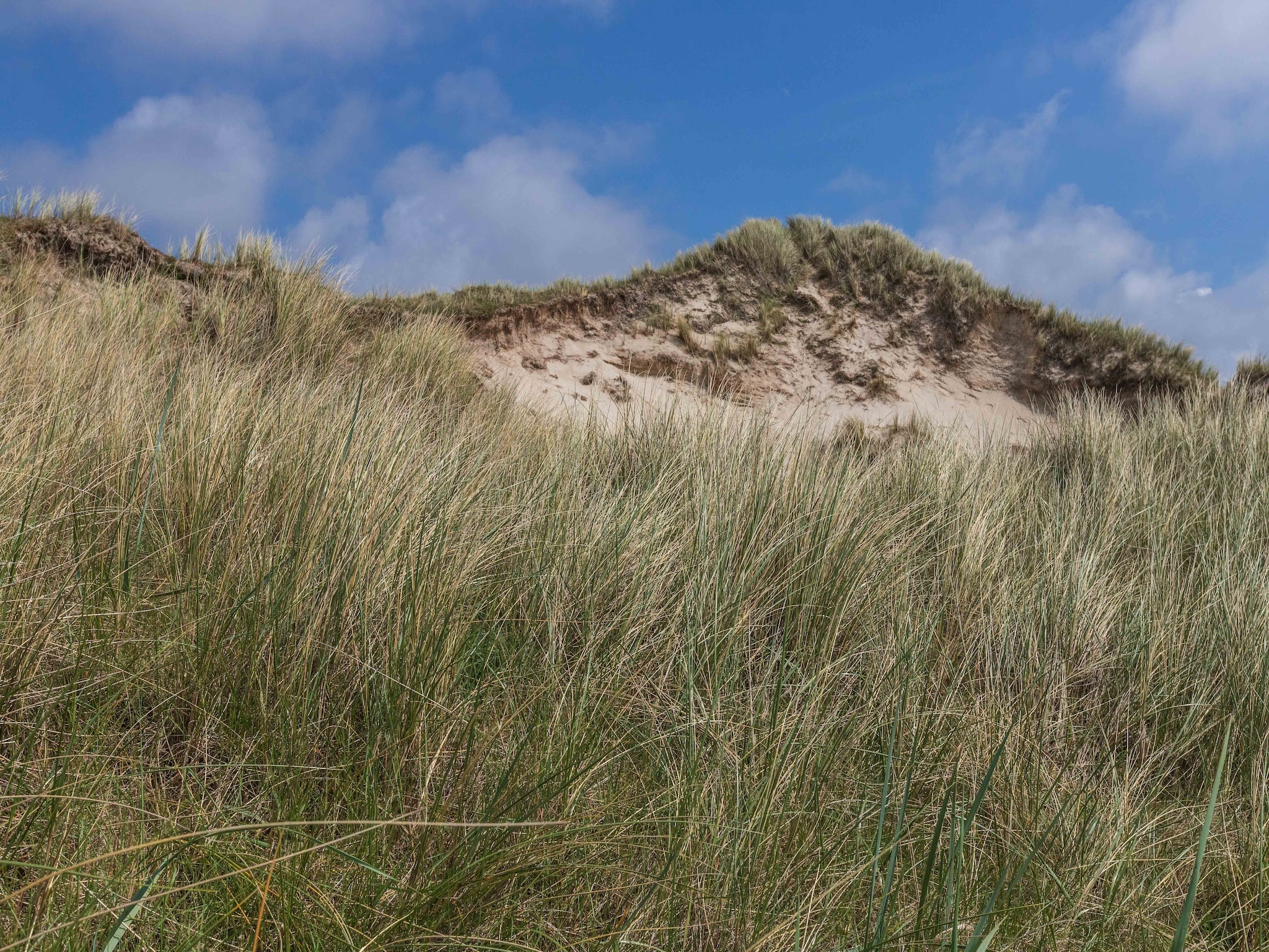   Gentiaan aan Zee