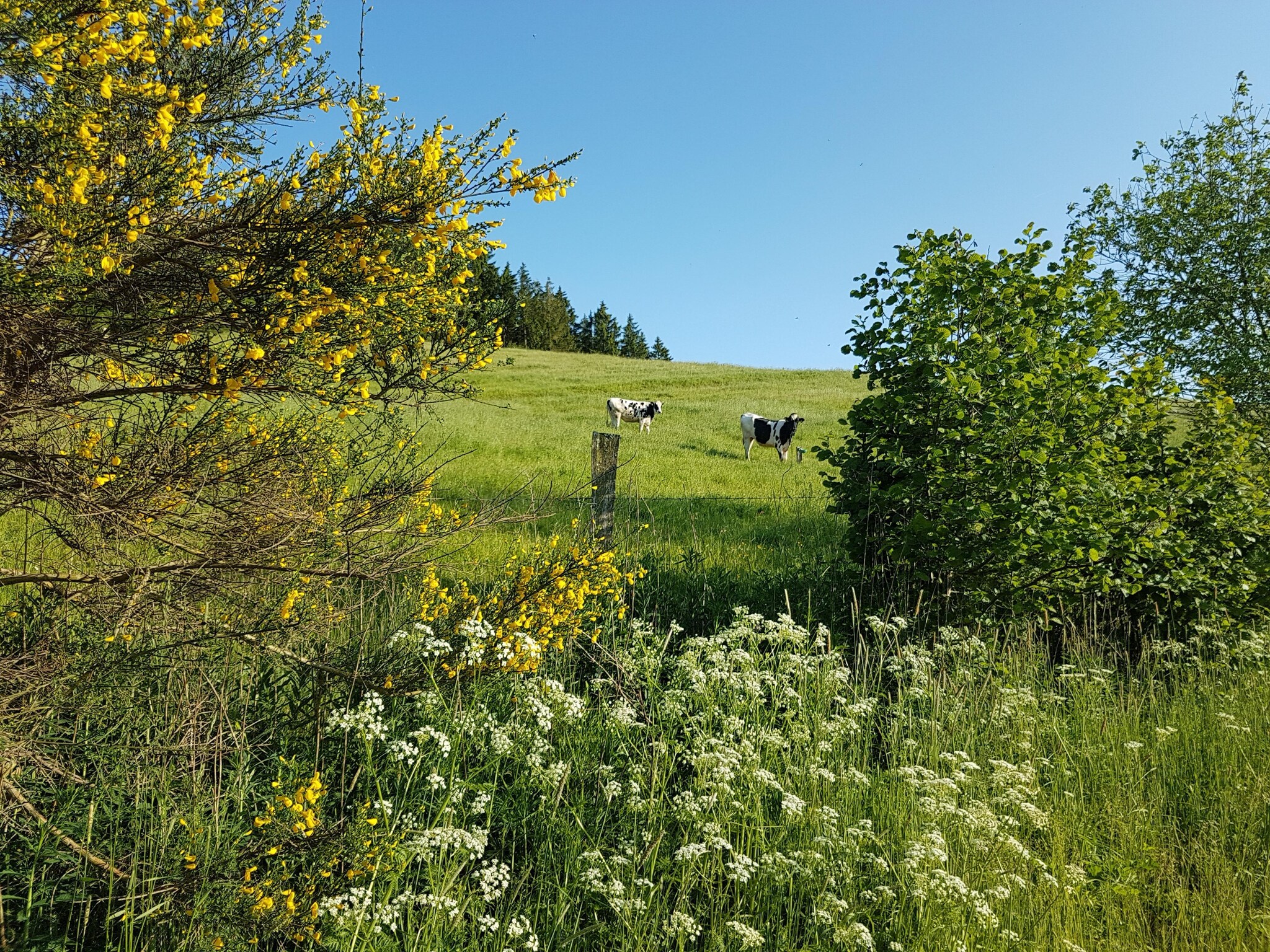 Leilighet Mobilheim
