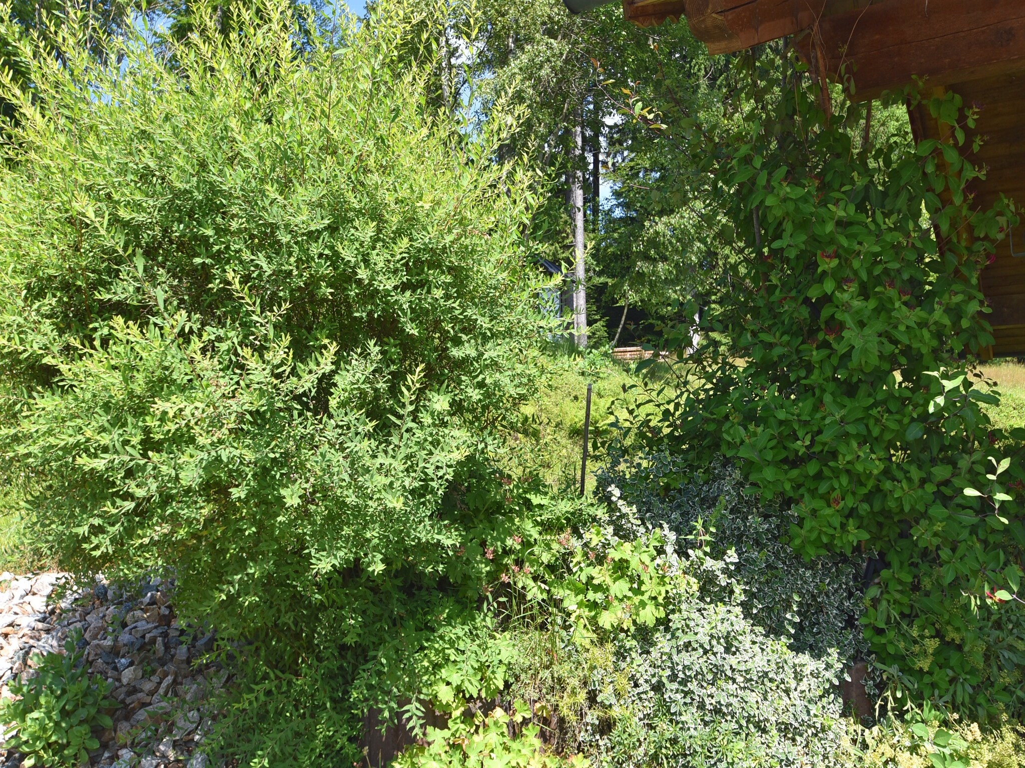 Ferienwohnung Sonnenwald