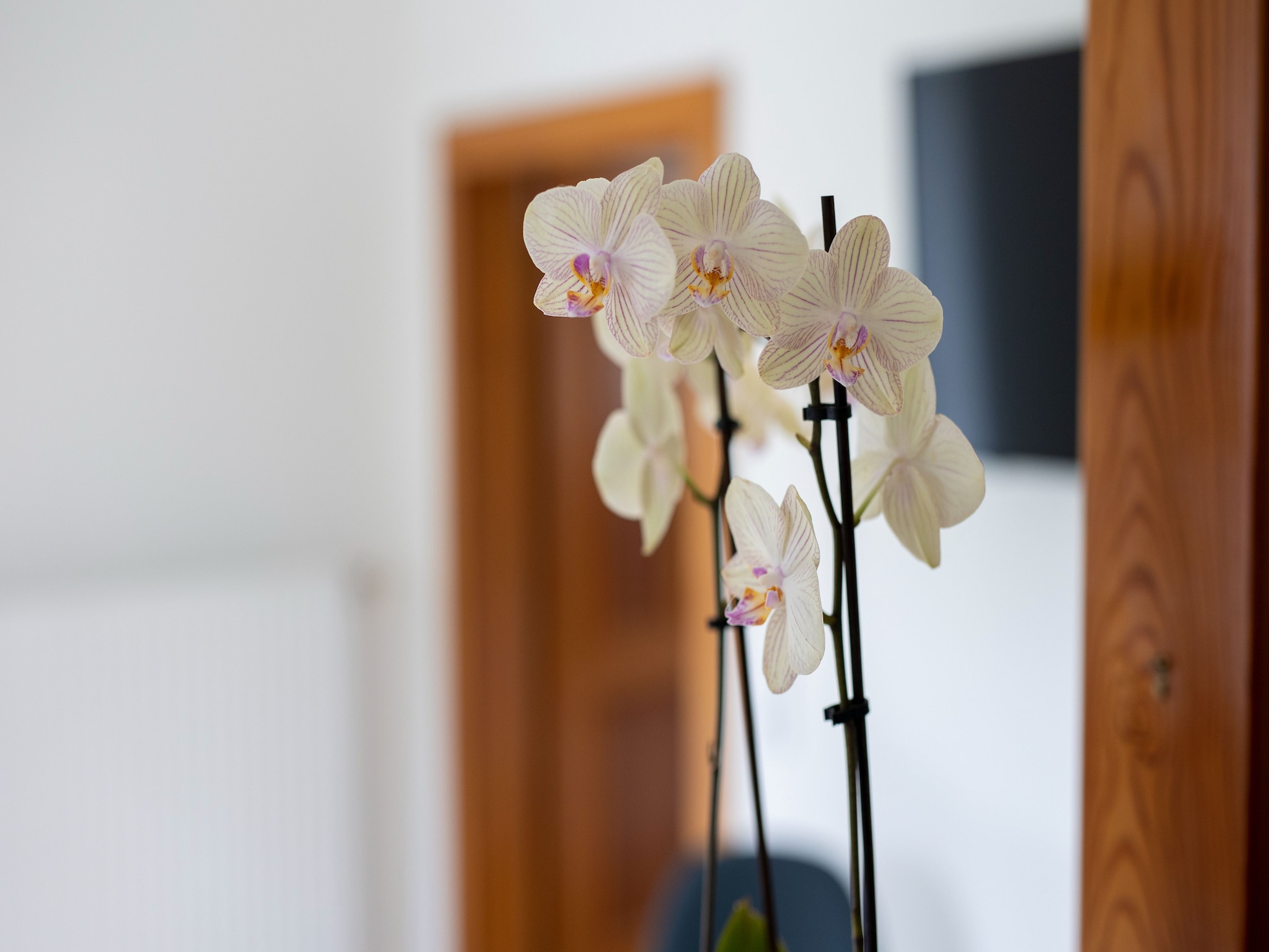 Ferienwohnung Apartment Süd