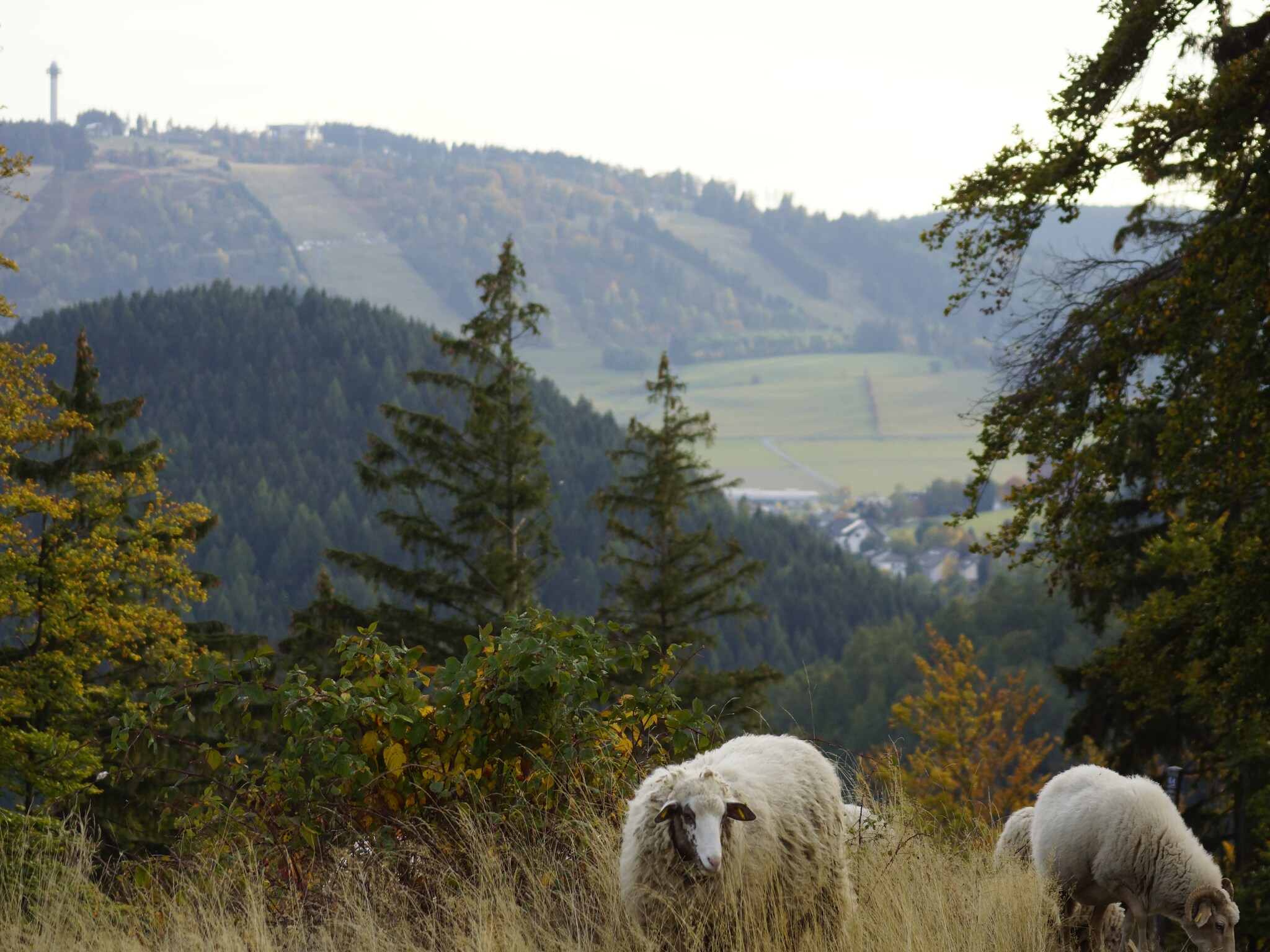 Ferienwohnung Aarbachblick