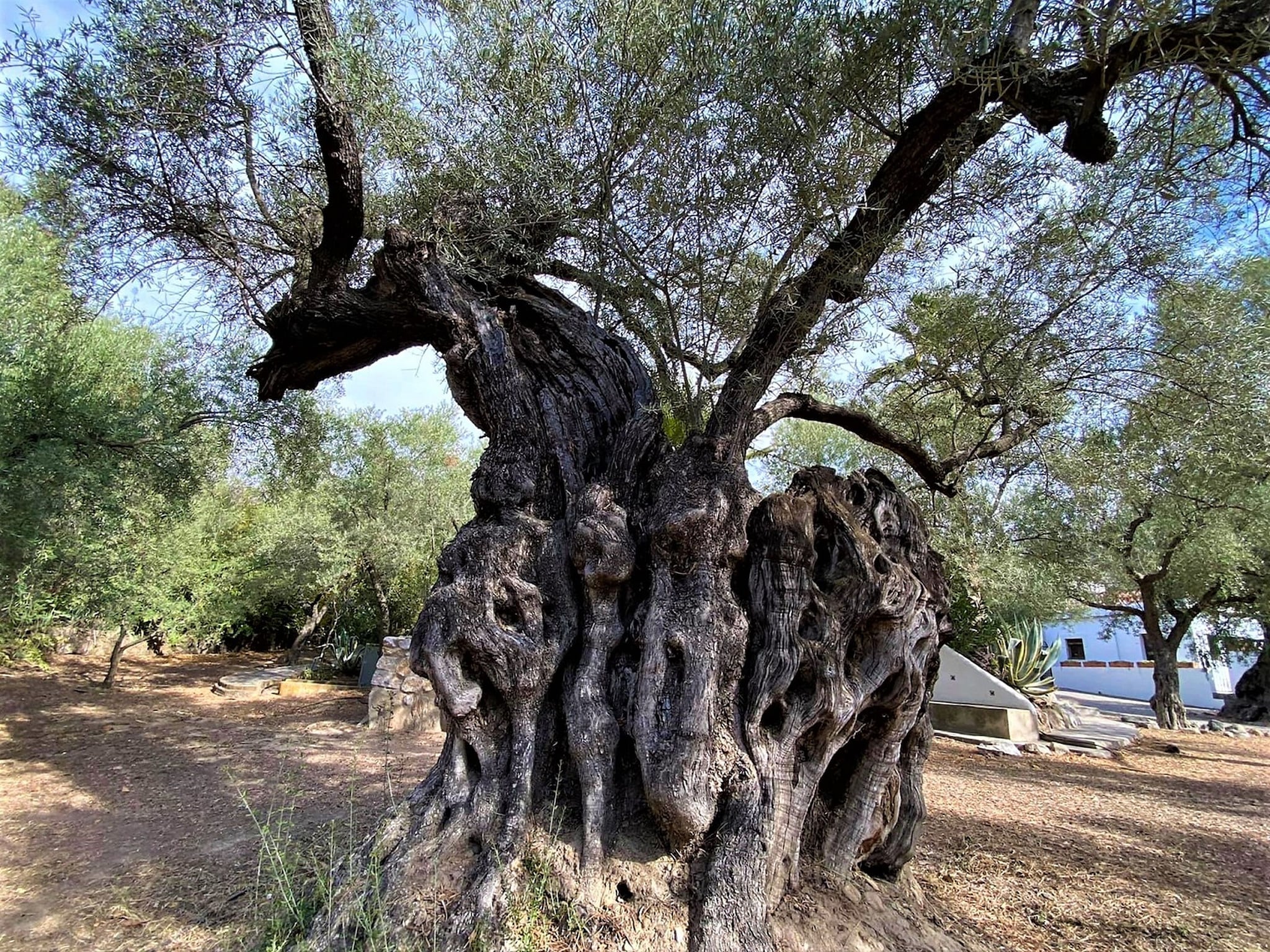   Cortijo de Santa Cruz