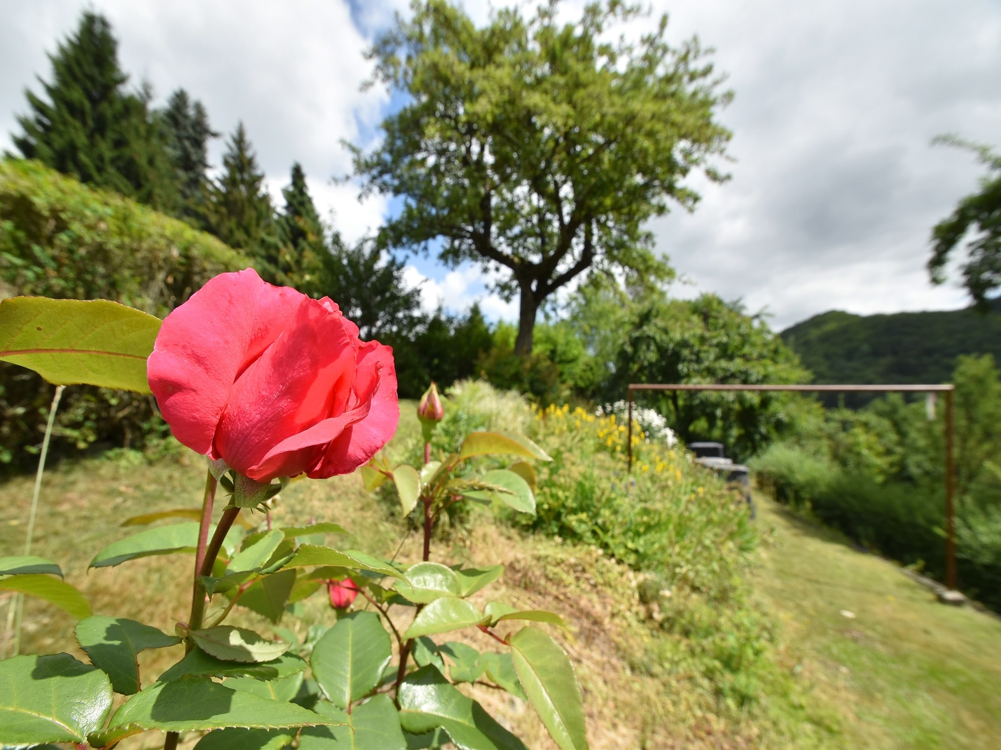   Deifeld