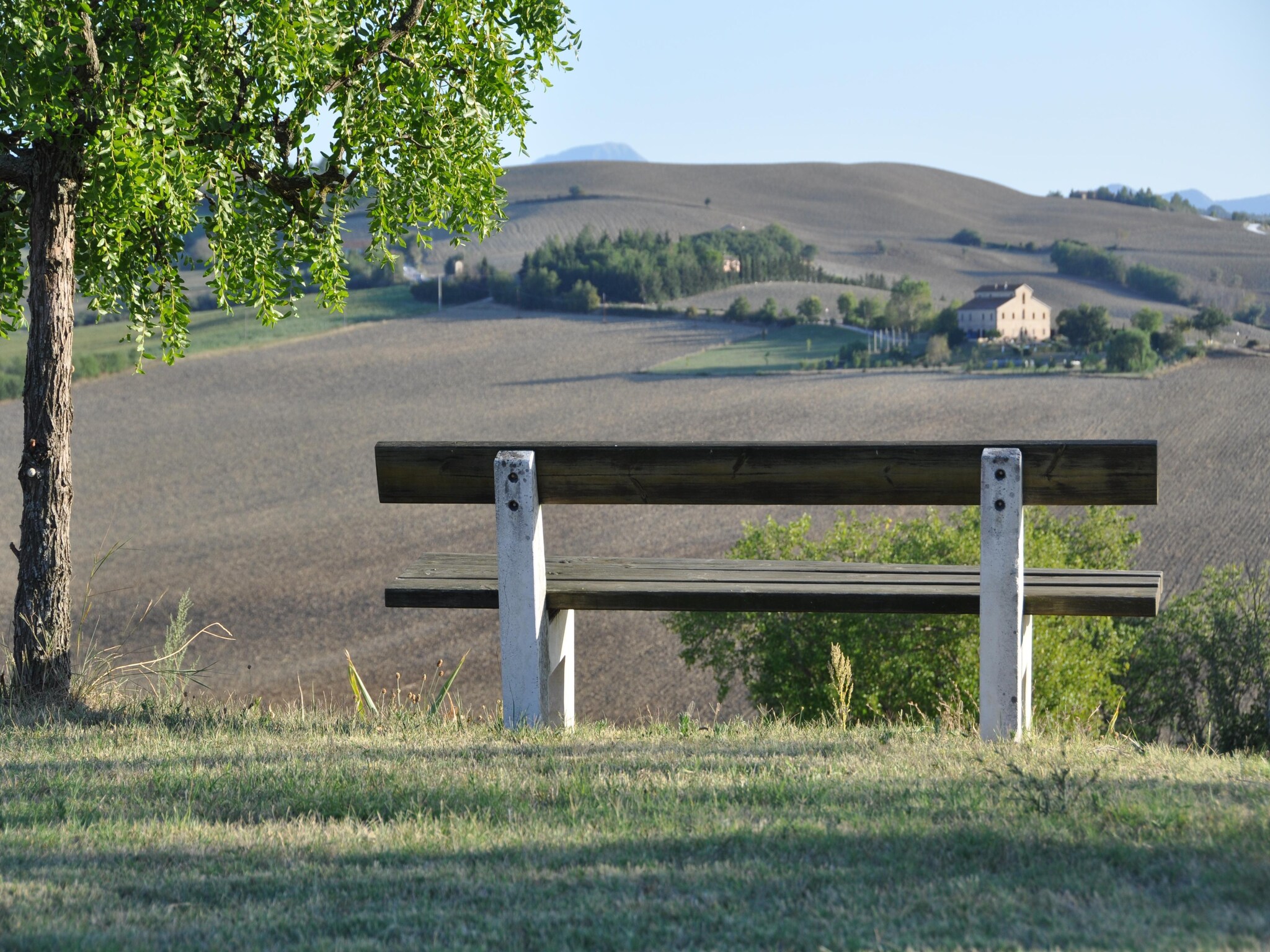   Il Sogno delle Api