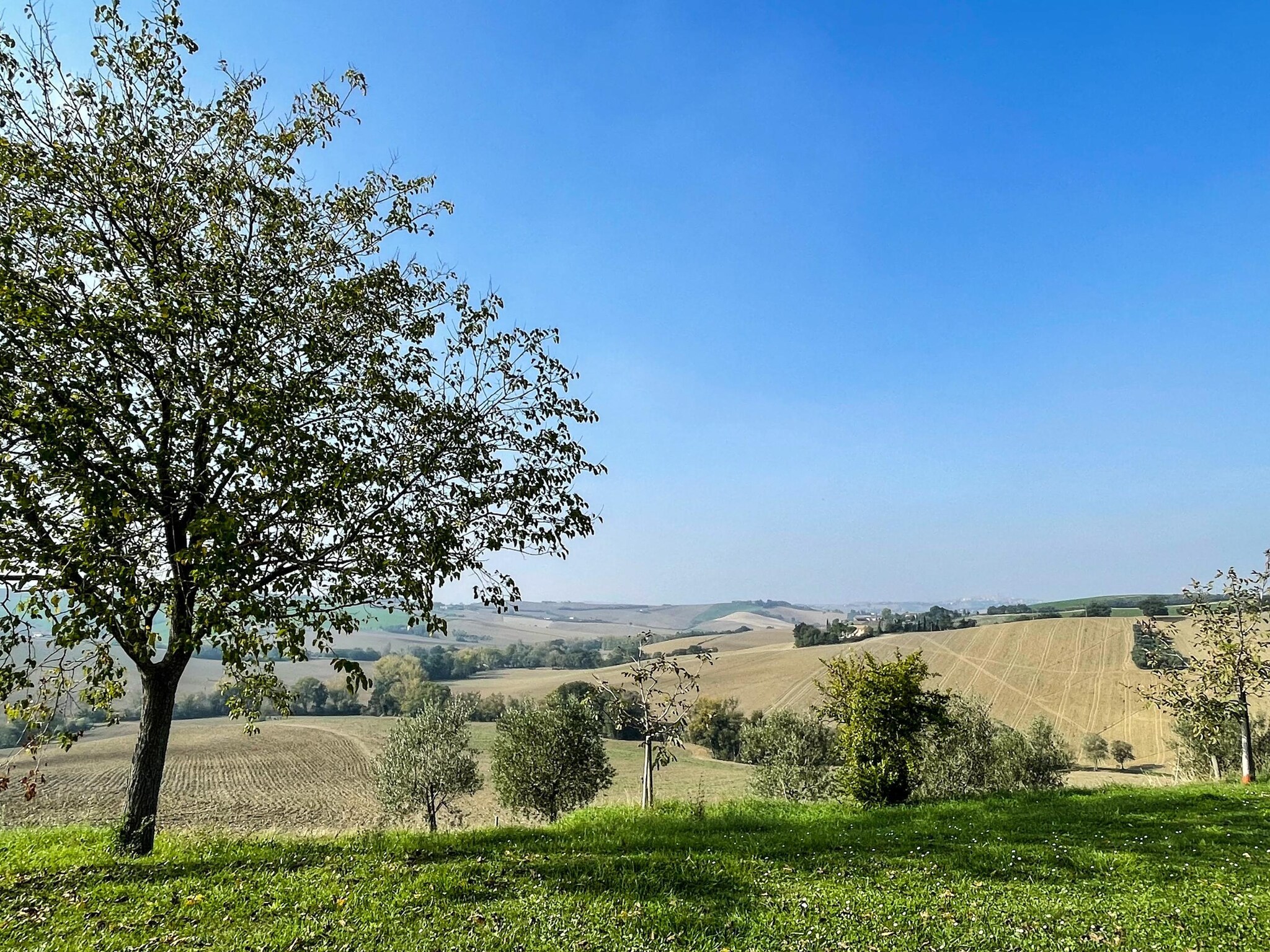   Il Sogno delle Api