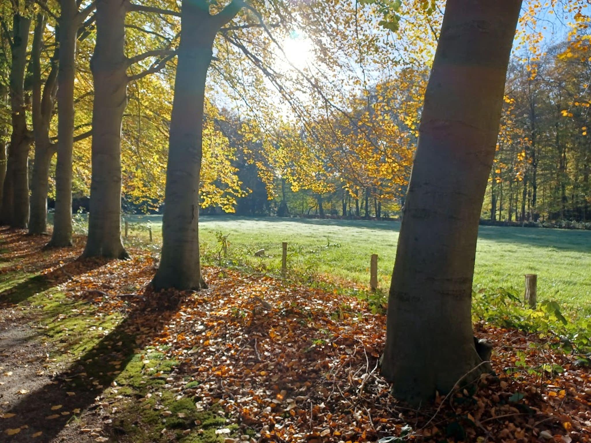   Hulshorsterhout