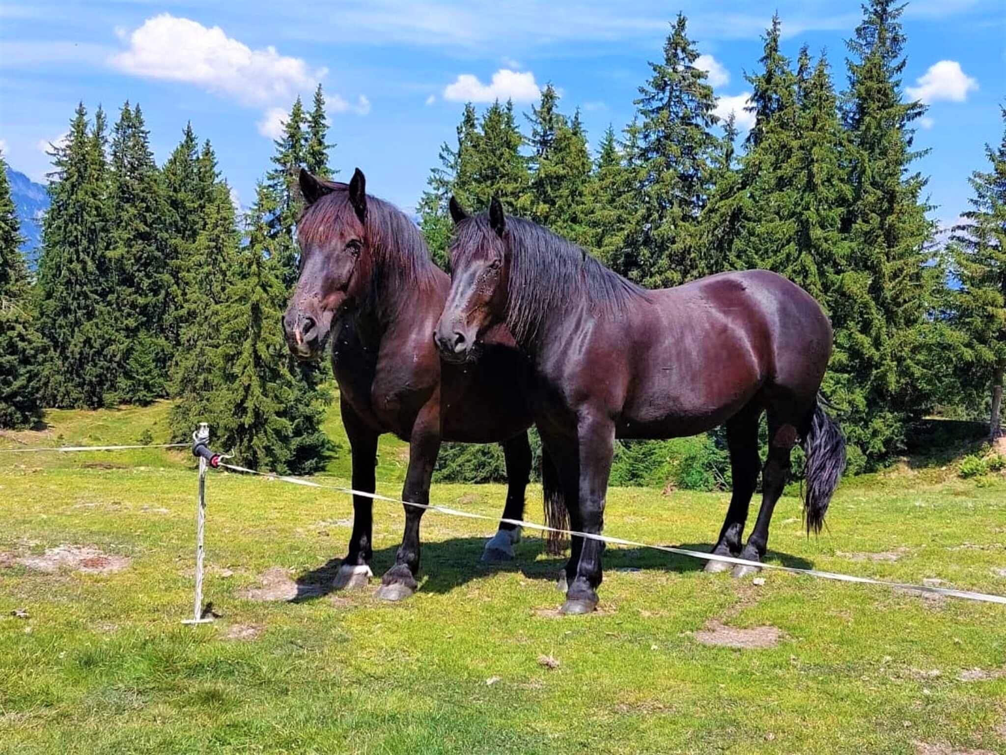 Leilighet Ferienwohnung am Bio-Bauernhof