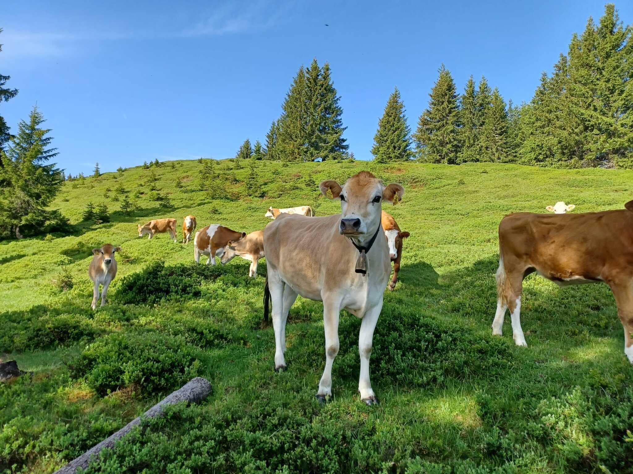 Leilighet Ferienwohnung am Bio-Bauernhof