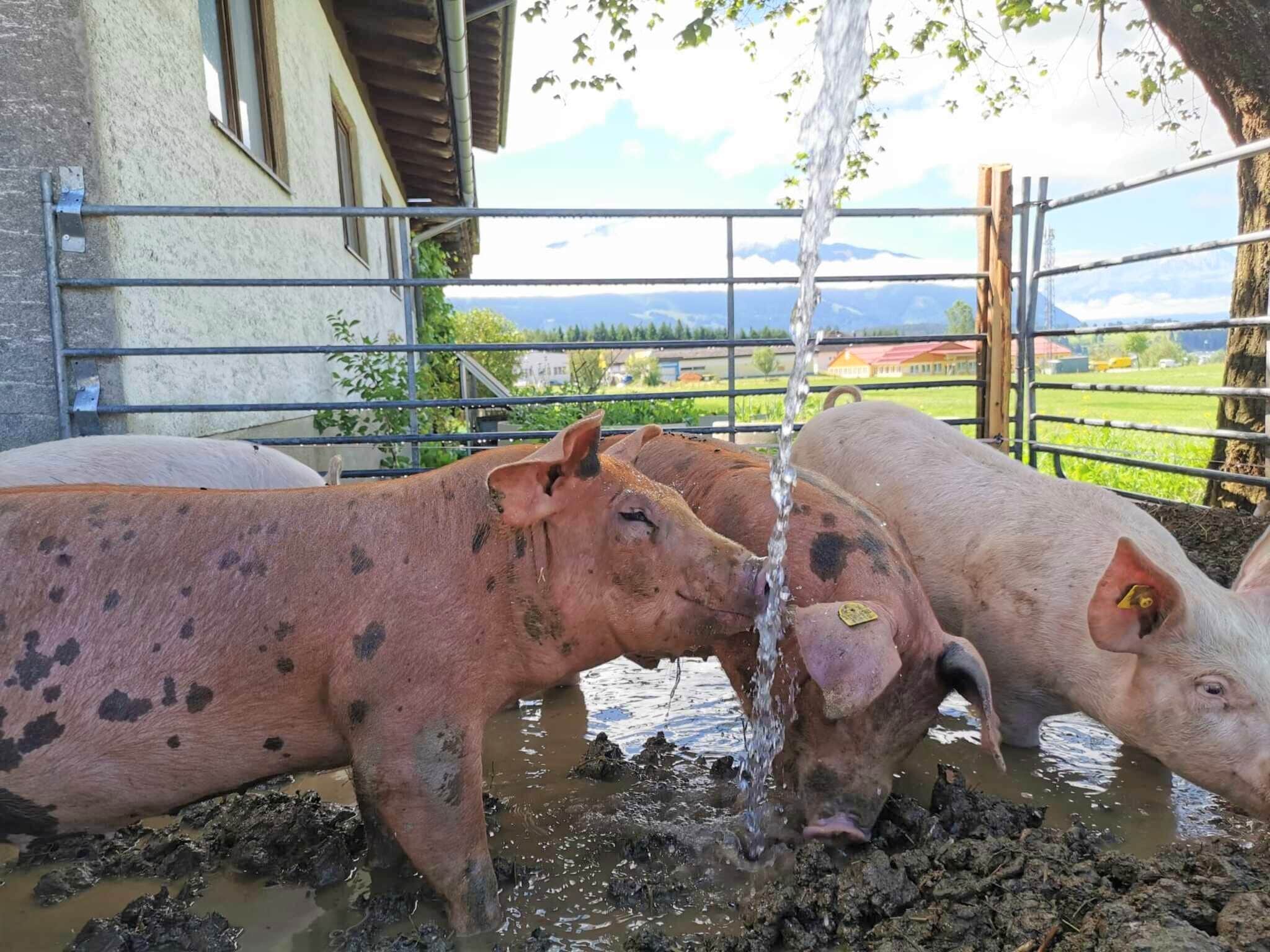 Leilighet Ferienwohnung am Bio-Bauernhof