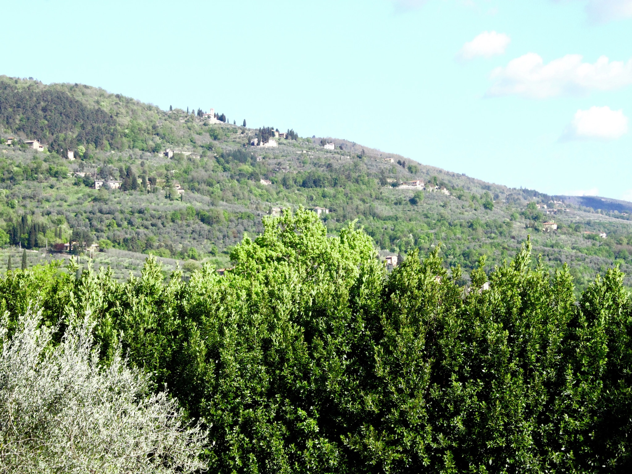   Olesettimo