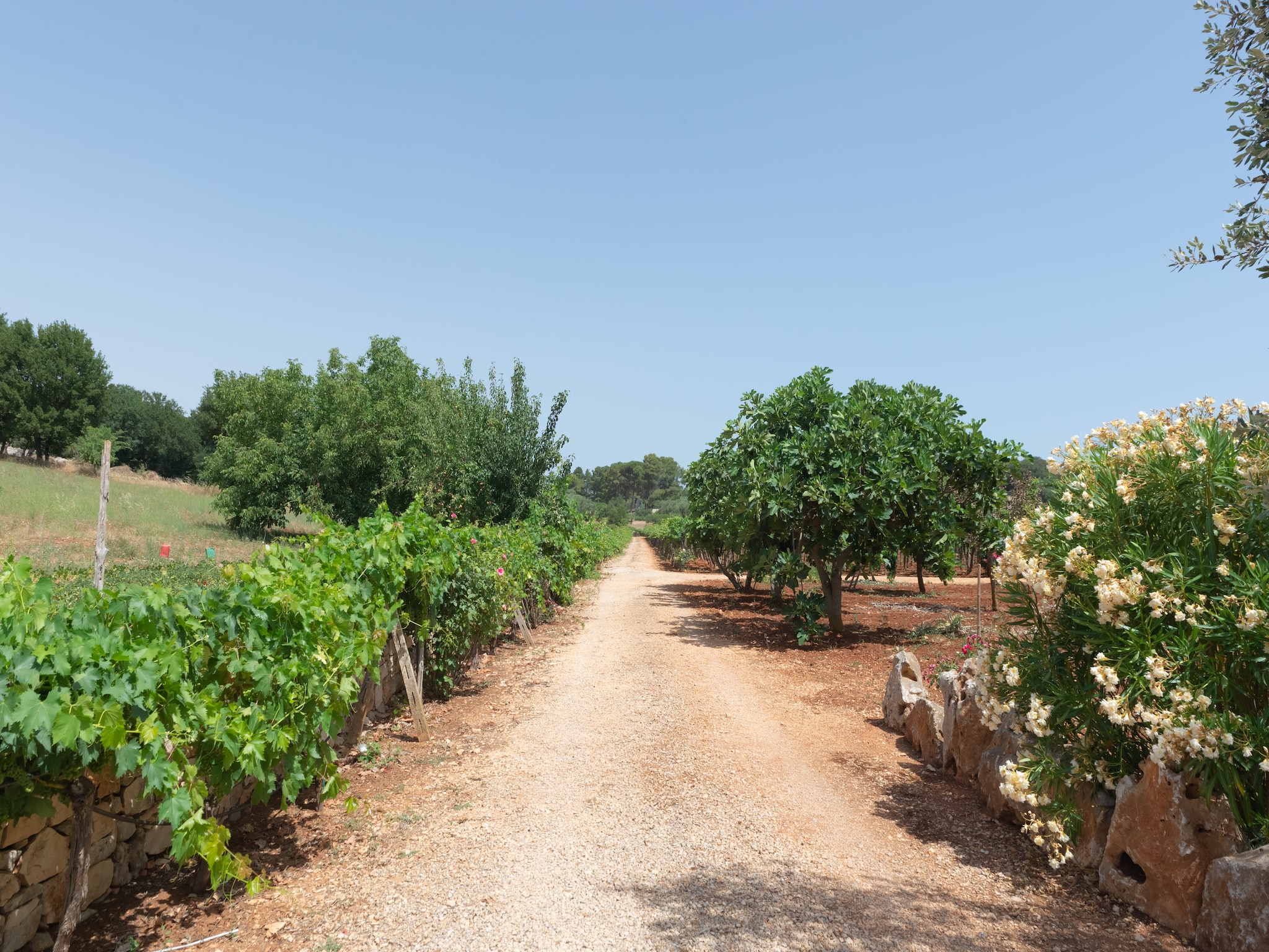   Trullo Filippo Ostuni
