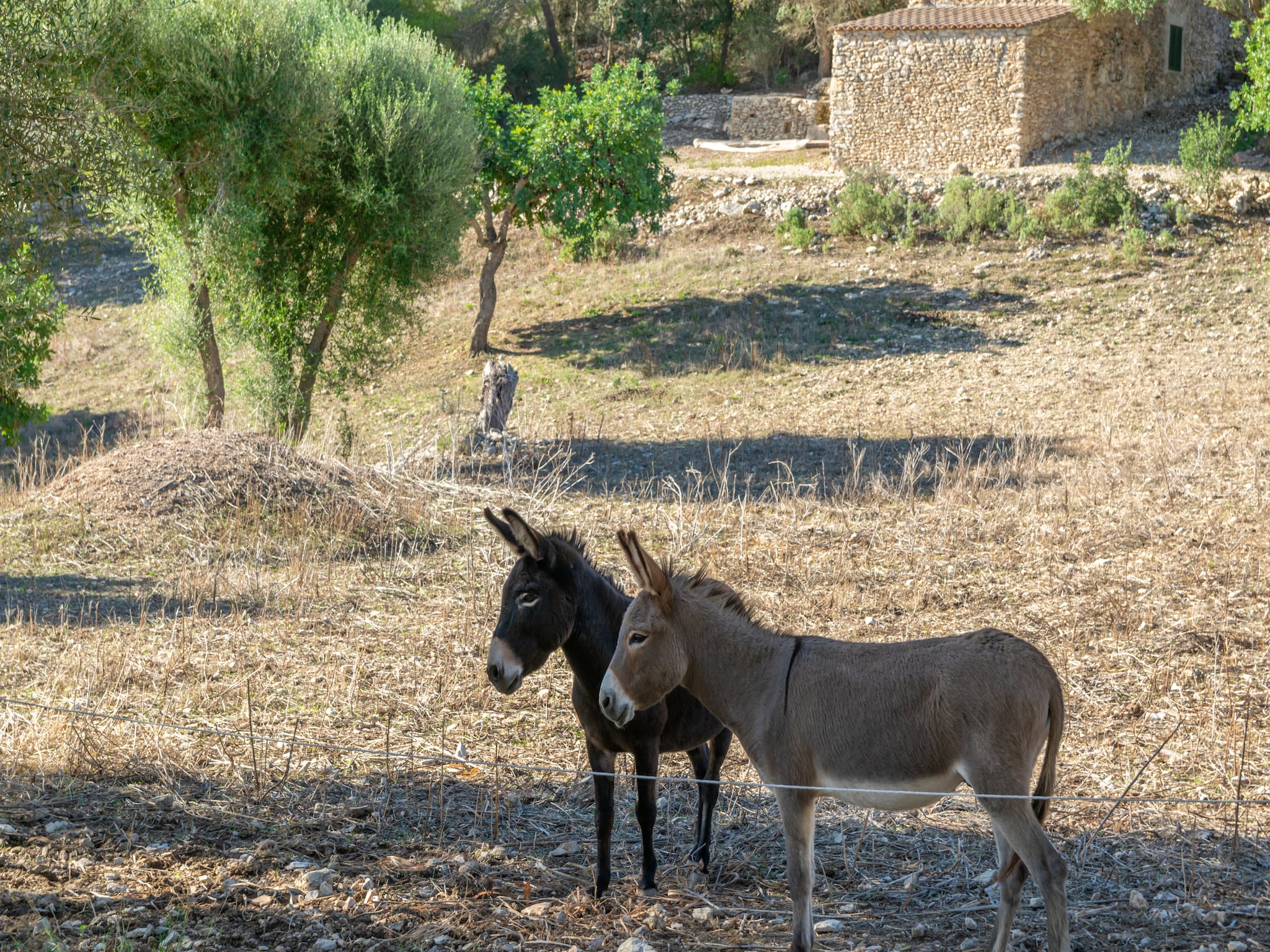 Ferienhaus Son EsquerrÀ