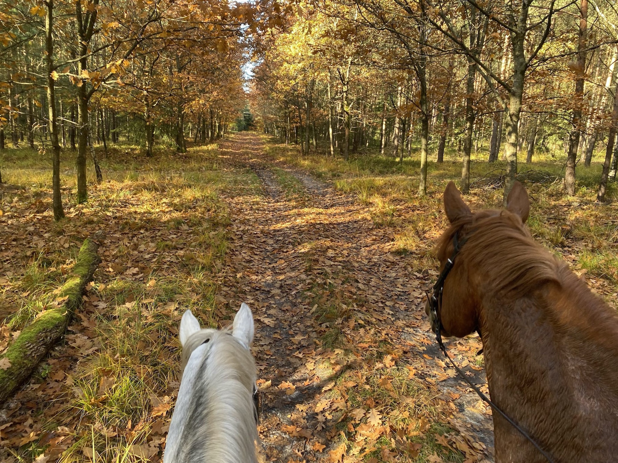   Lüneburger Heide