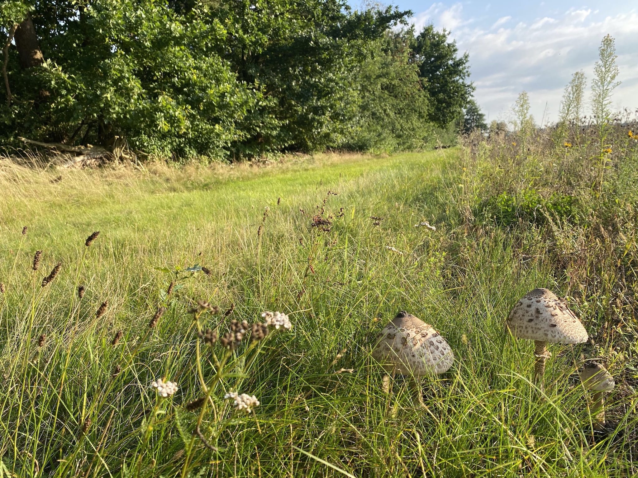   Lüneburger Heide