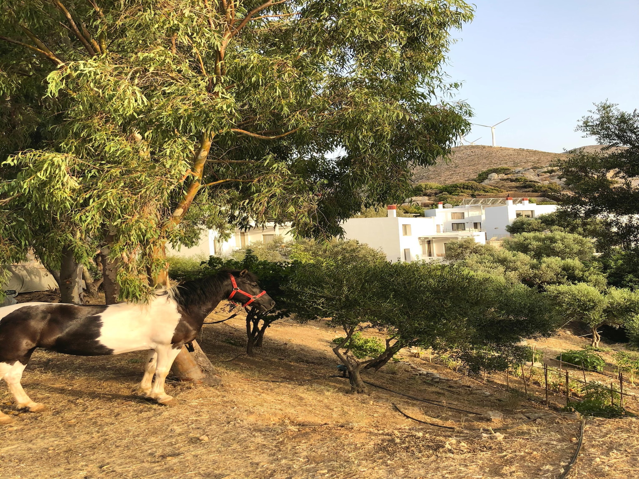 Ferienhaus Mourtzanakis Eco Residence Achlada - Villa
