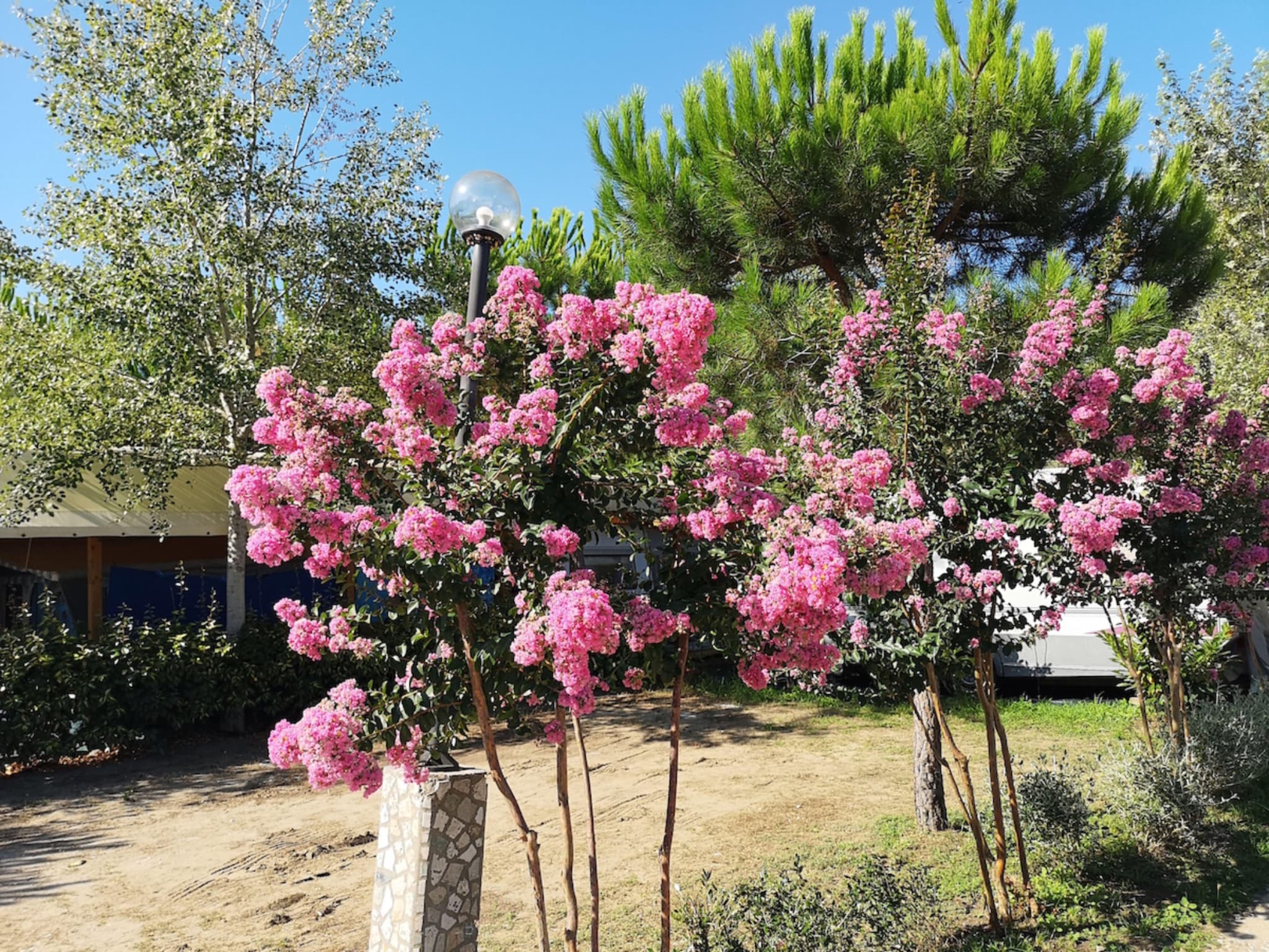   Camping Paradiso Viareggio 1