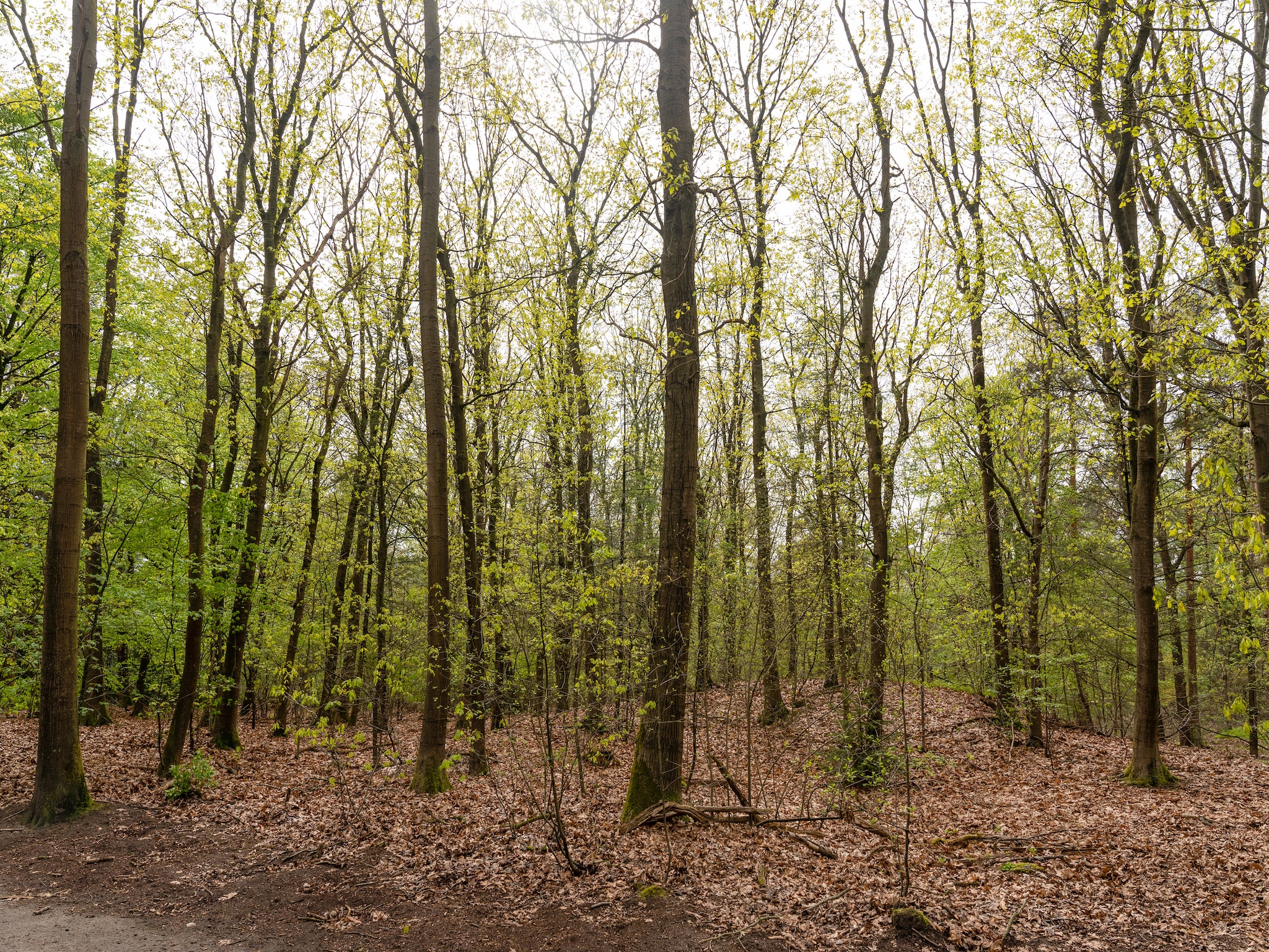   Chalet Kieftveen Voorthuizen II 4 pax -817