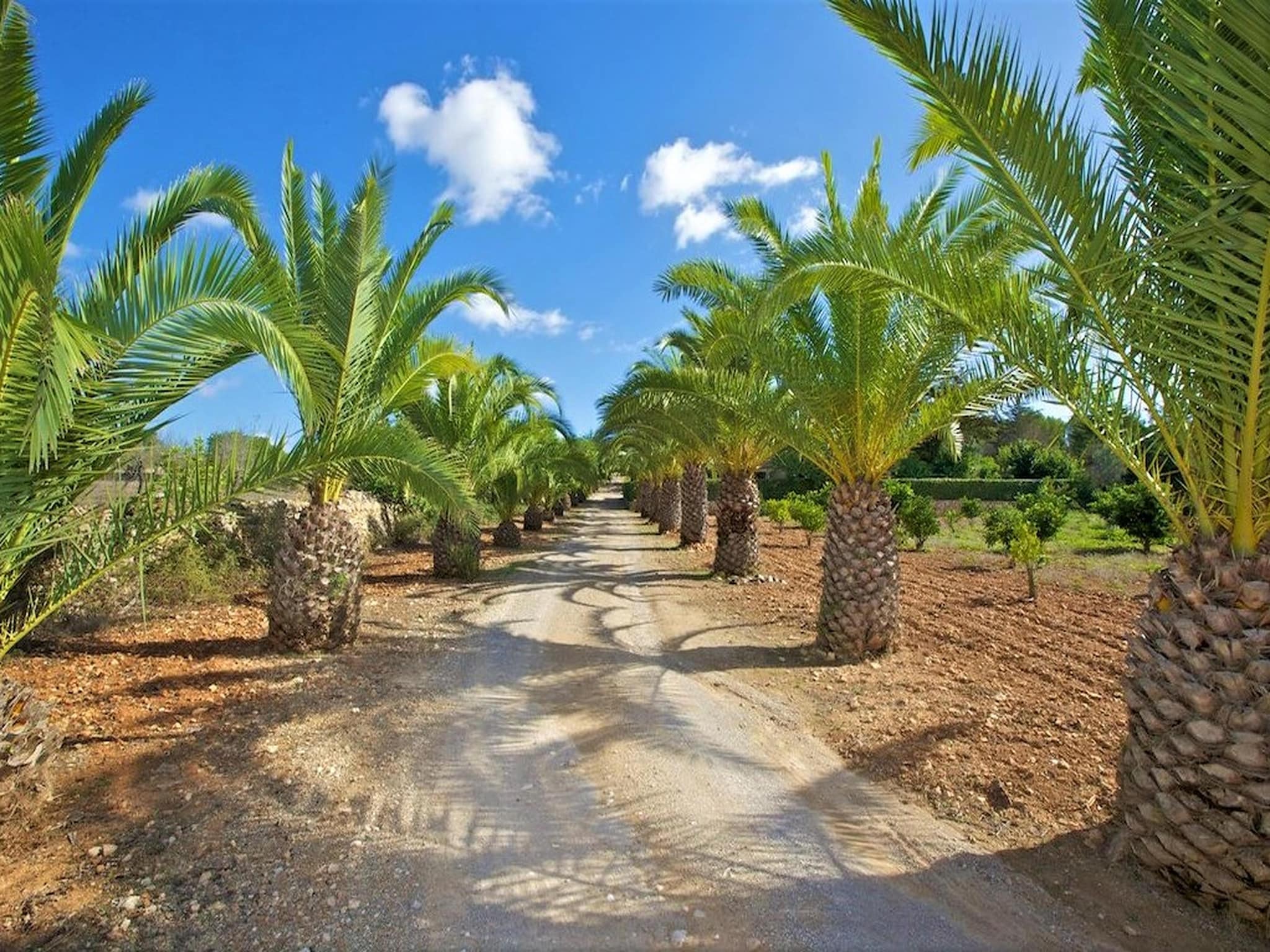 Holiday home Villa Sa Palmera - Salzinas