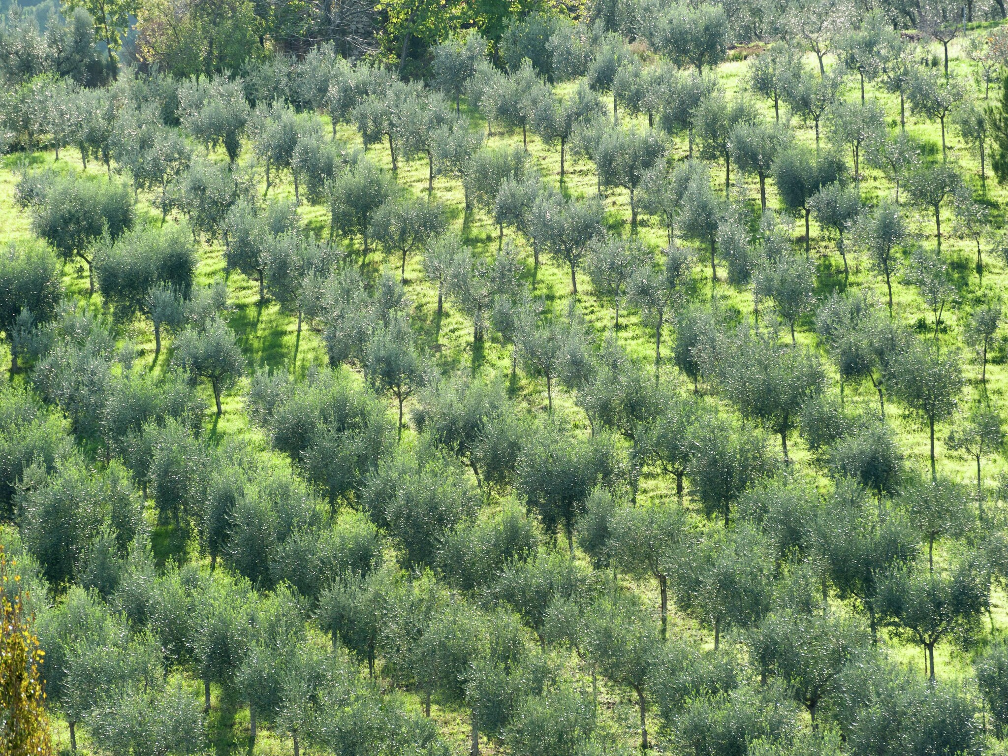   Montepulciano
