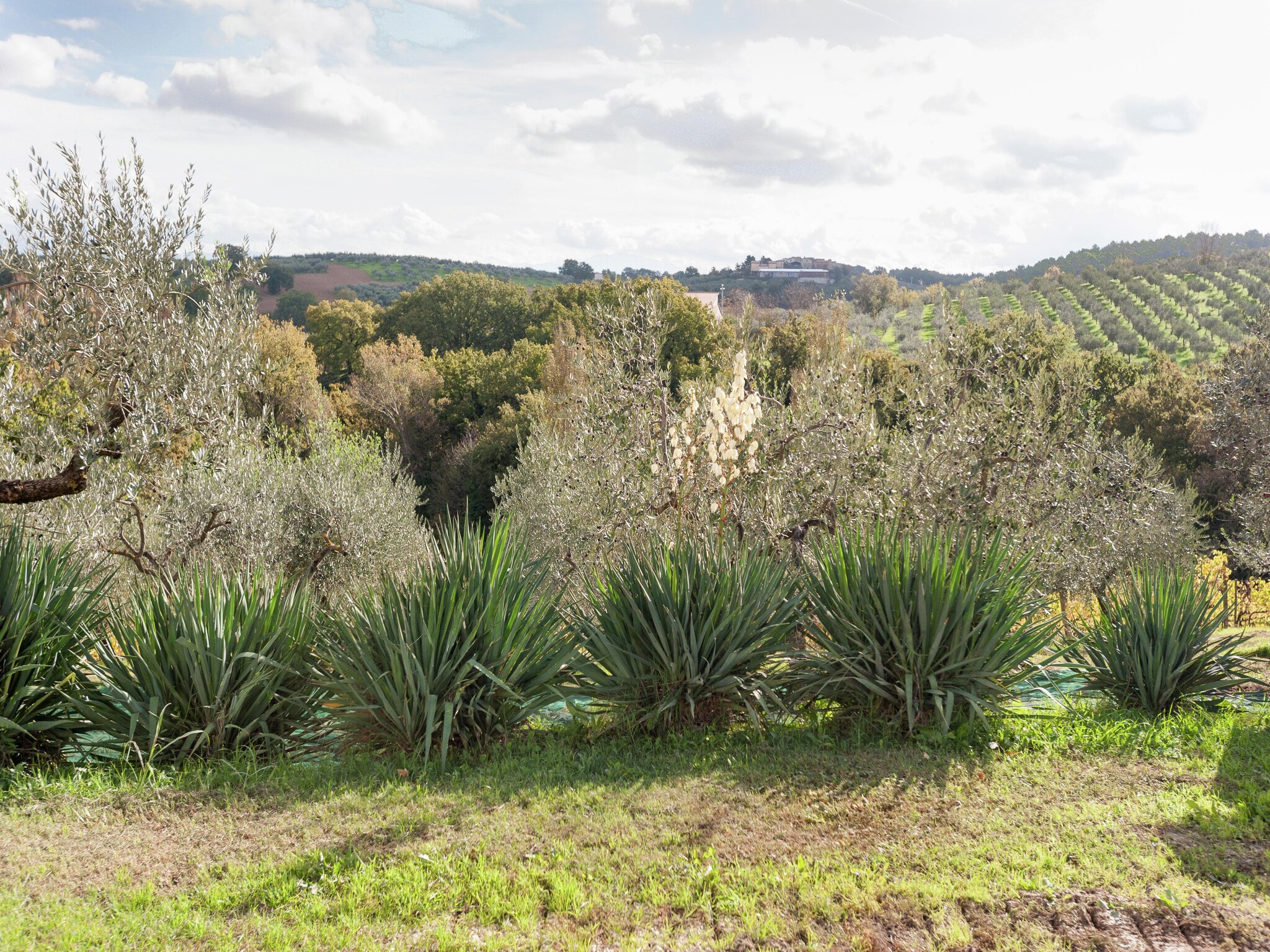   Montepulciano