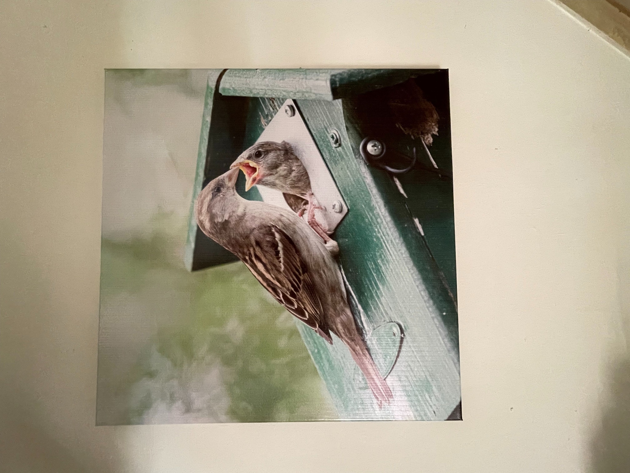   Vogelnestje