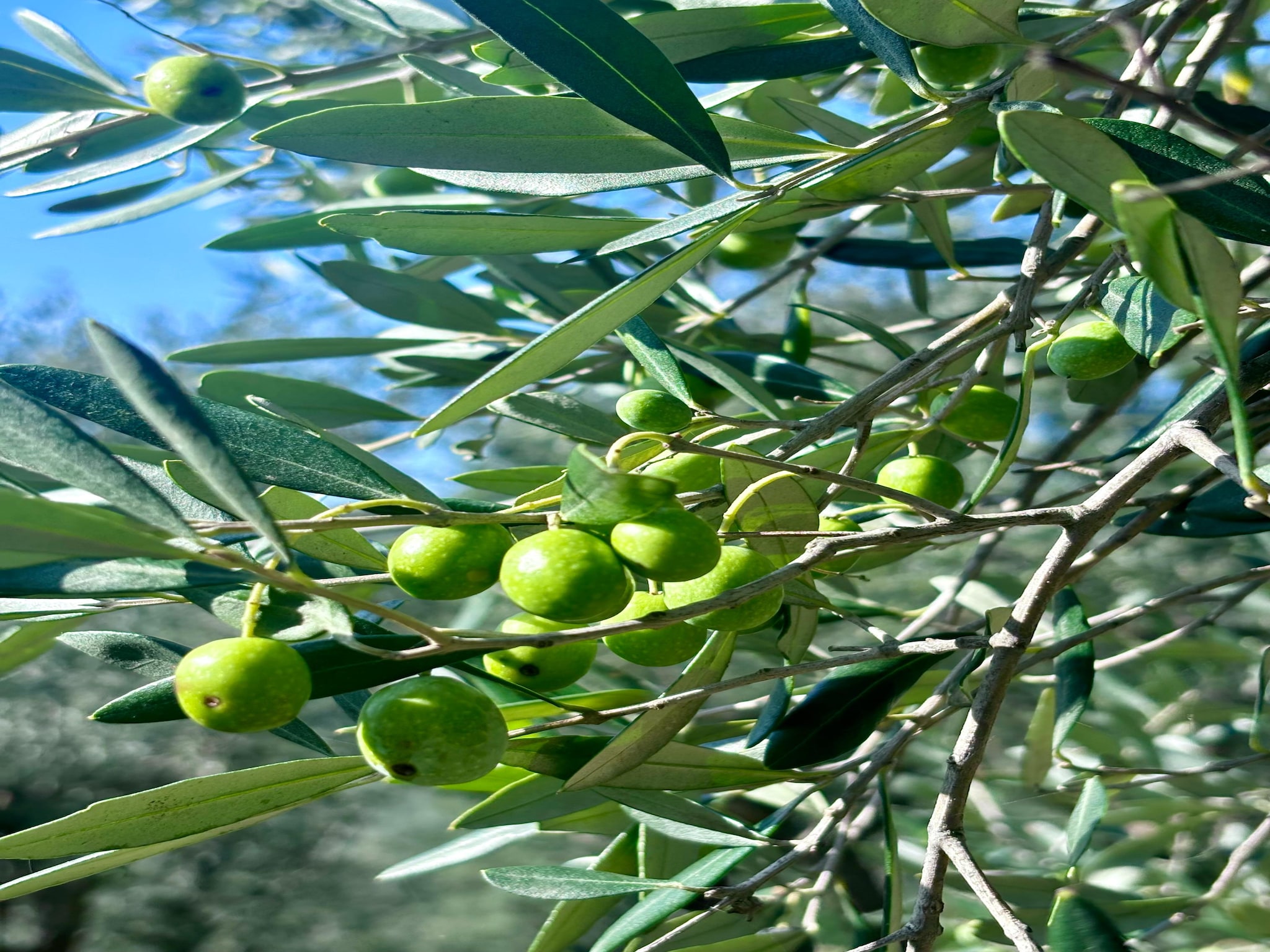   Tenuta del Serra