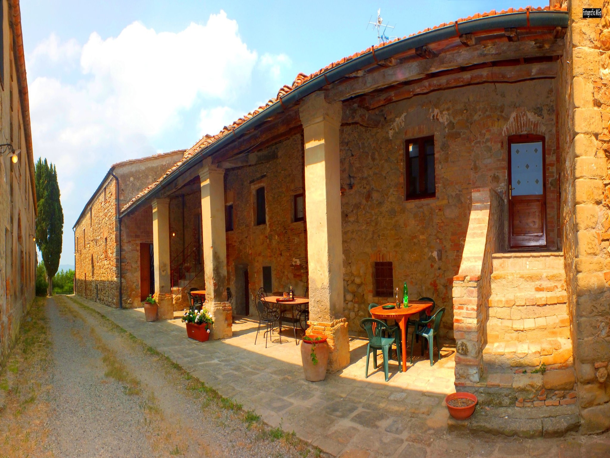   Cardellino
