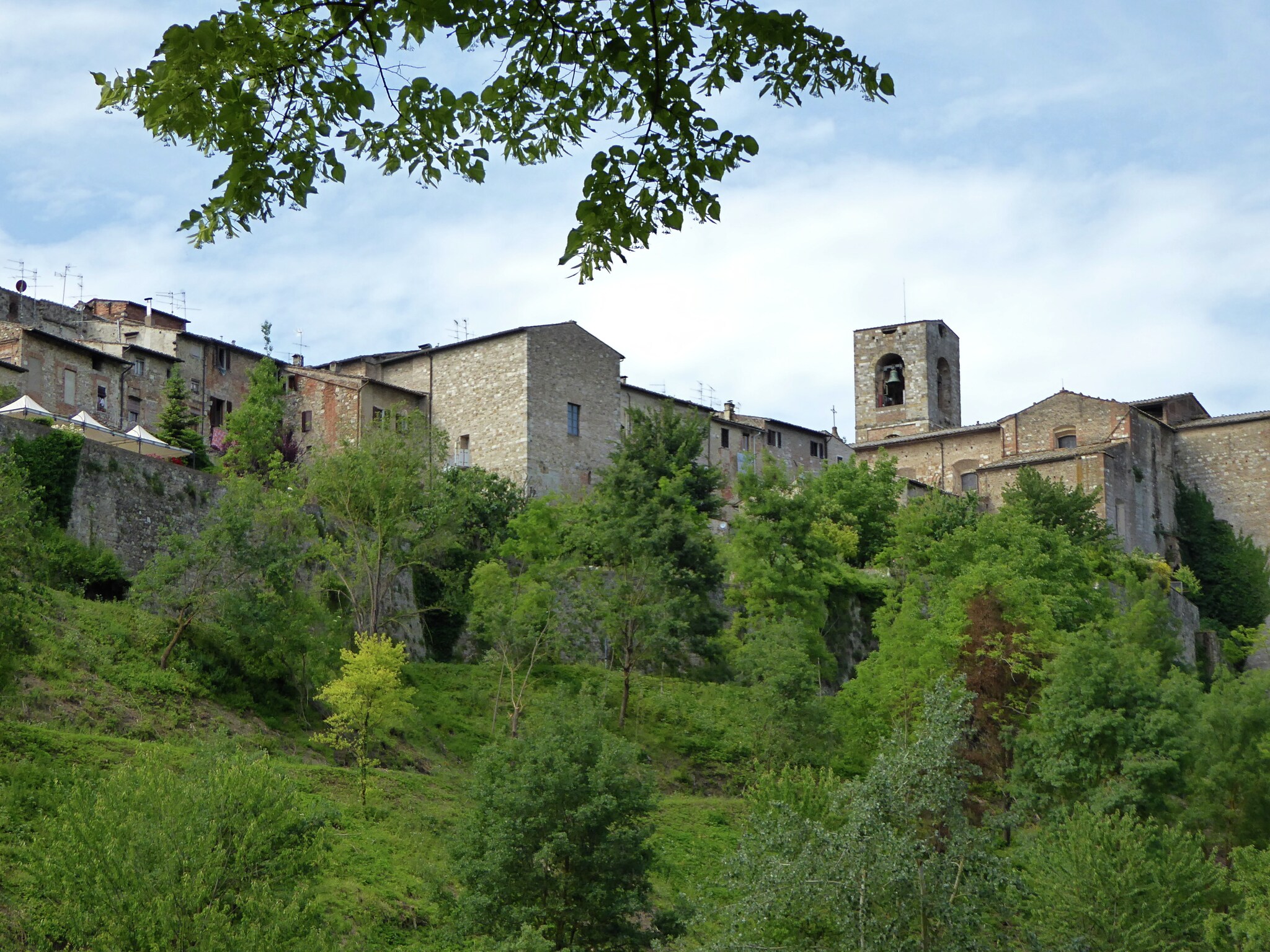   Cardellino