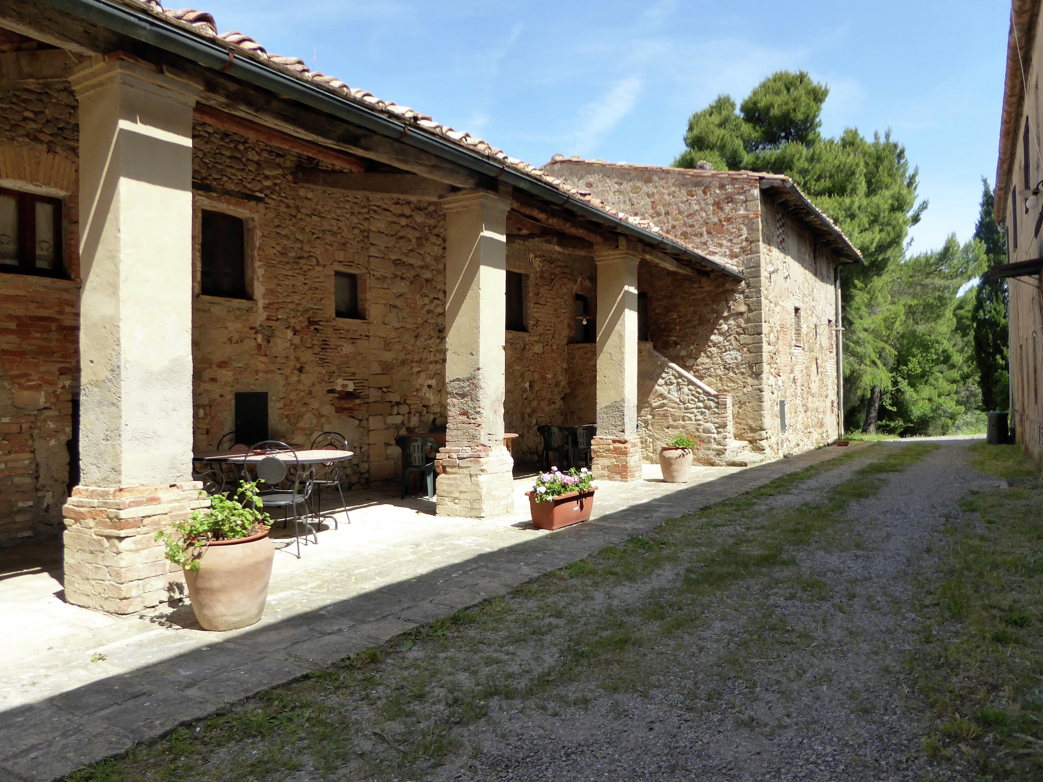   Cardellino