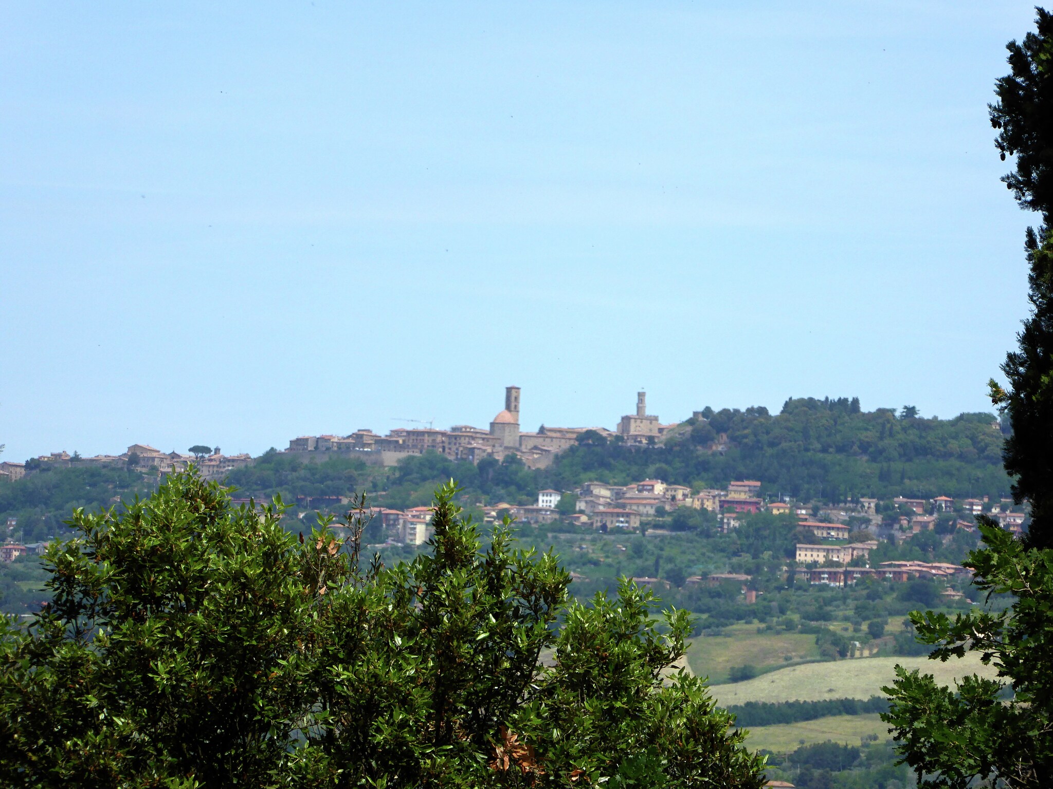   Cardellino