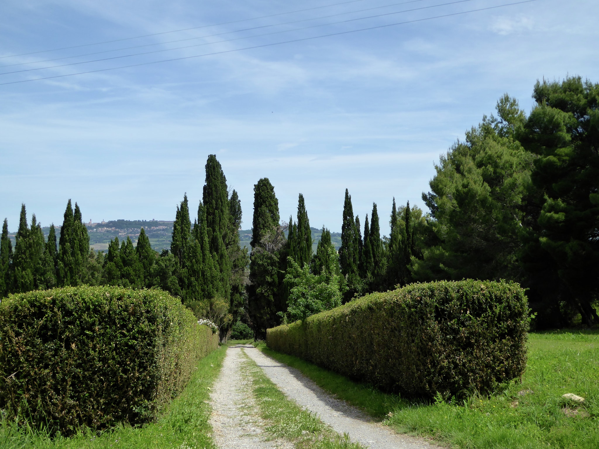   Cardellino